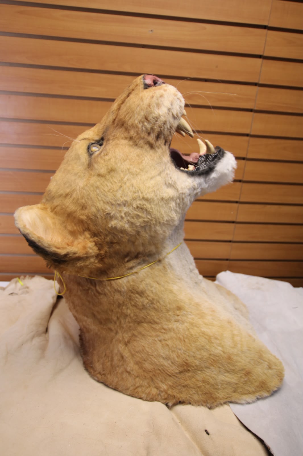 FHRBC11 - reproduction Taxidermy Lioness Head Mount with Head Tilted Back and Open Mouth