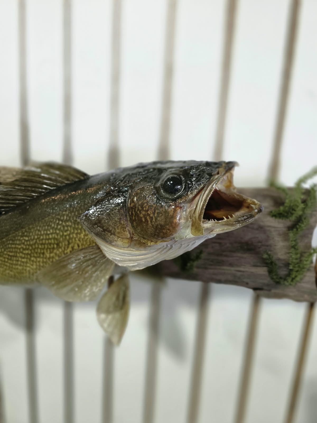 Comb107 - Trophy-Size 25" Walleye Fish Taxidermy Mount