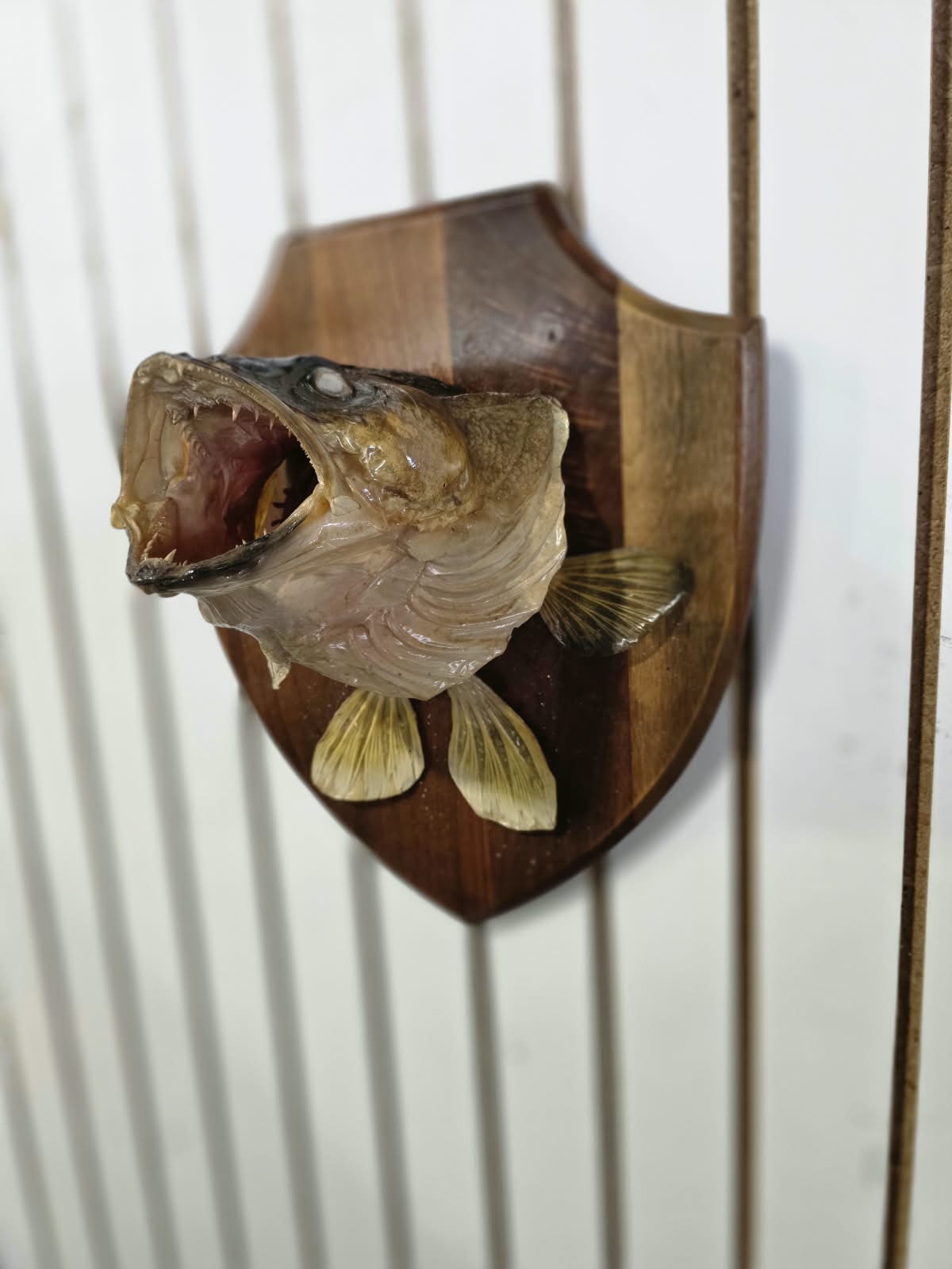 Comb106 - Custom 6" Gill Walleye Shoulder Mount