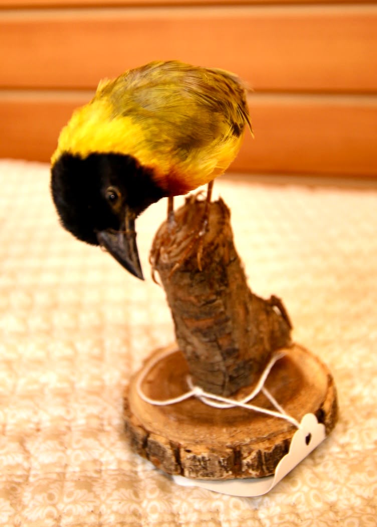 FHSP137 - Exquisite Taxidermy Black-Headed Weaver