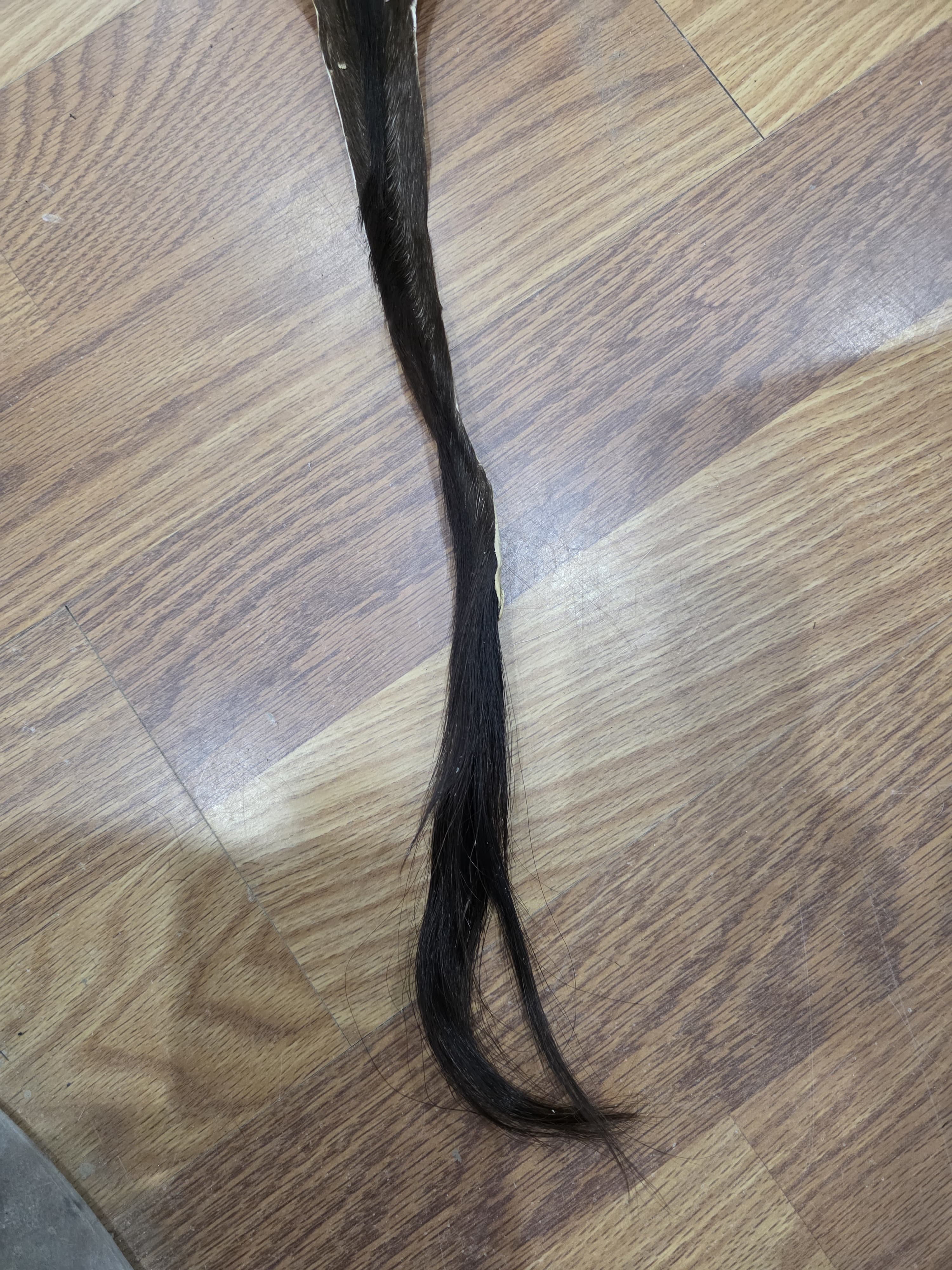 JVTL5 - African Sable Tail 46" – Authentic Natural Sable Antelope Tail | Premium Wildlife Taxidermy & Rustic Lodge Decor Piece