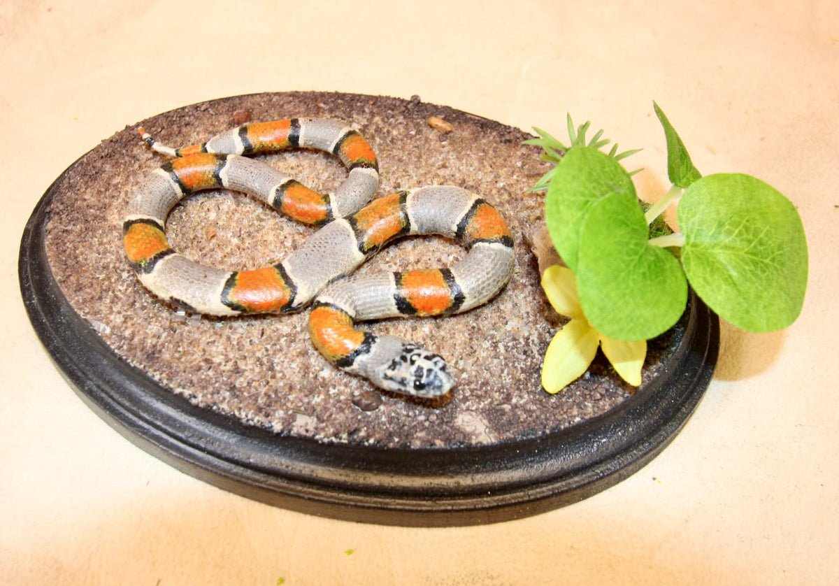- Taxidermy Pueblan Milk Snake Specimen
