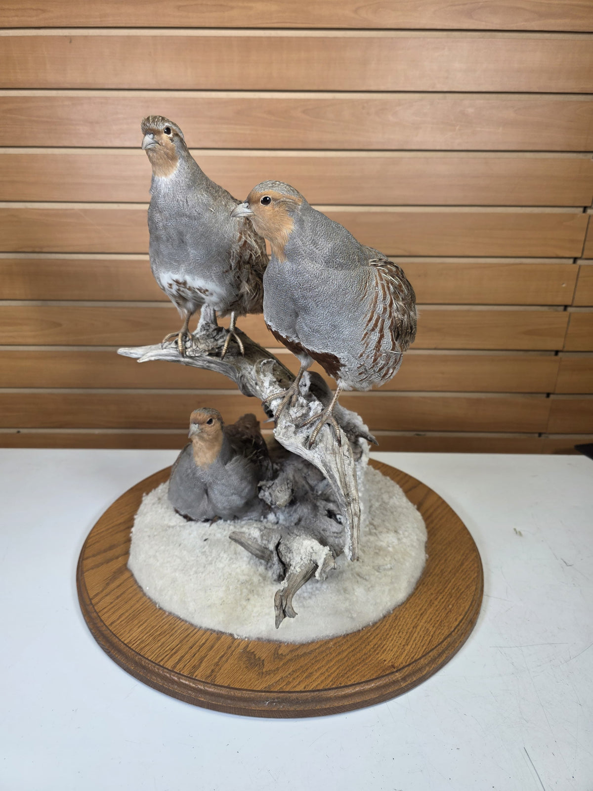 FHPT10 - Hungarian Grey Partridge — Taxidermy Specimen