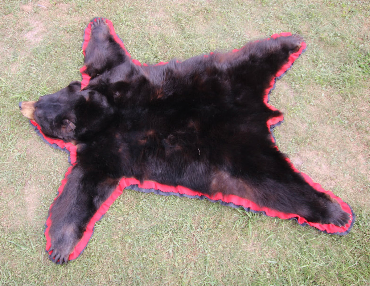 FHSP117 - Taxidermy American Black Bear Full Rug with Open Mouth Head