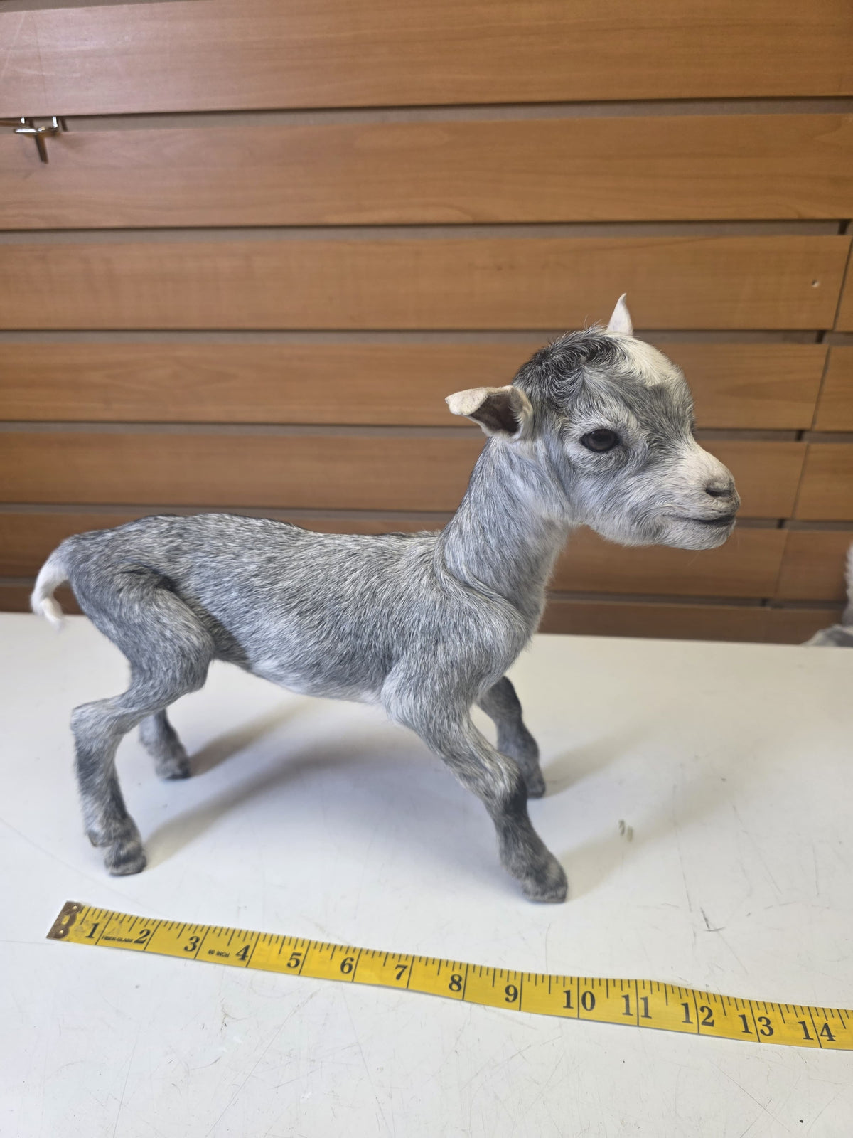 Fhsp103 - Taxidermy Nigerian Dwarf Goat – Preserved Specimen