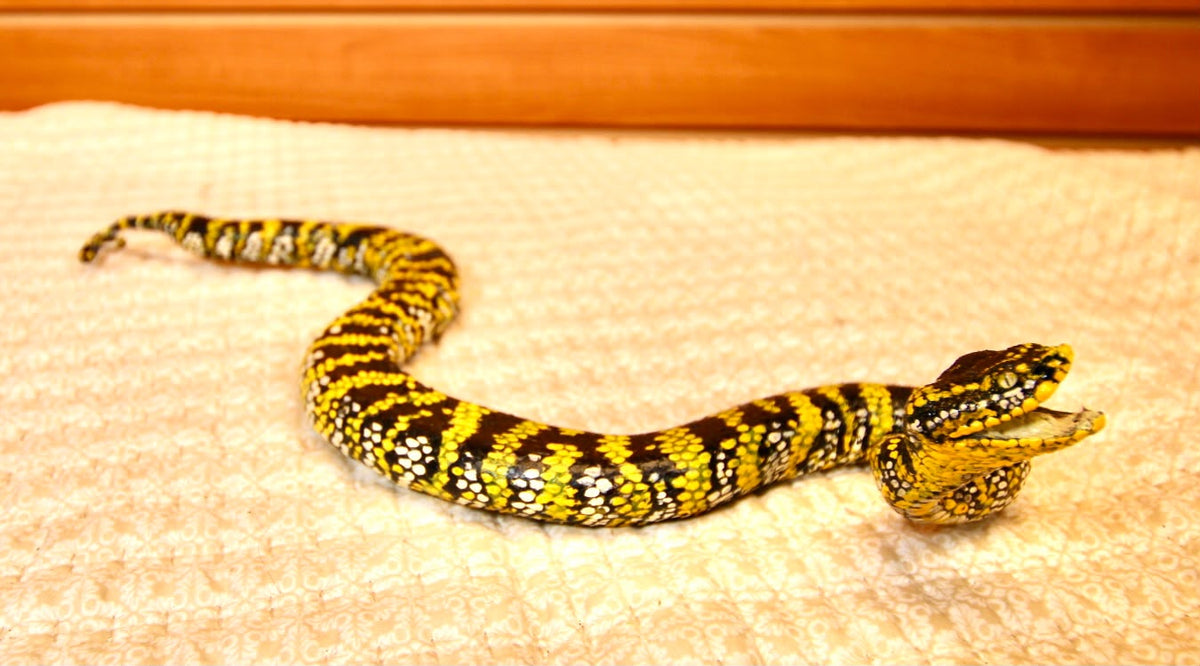 FHSP136 - Exquisite Taxidermy Wagler Viper