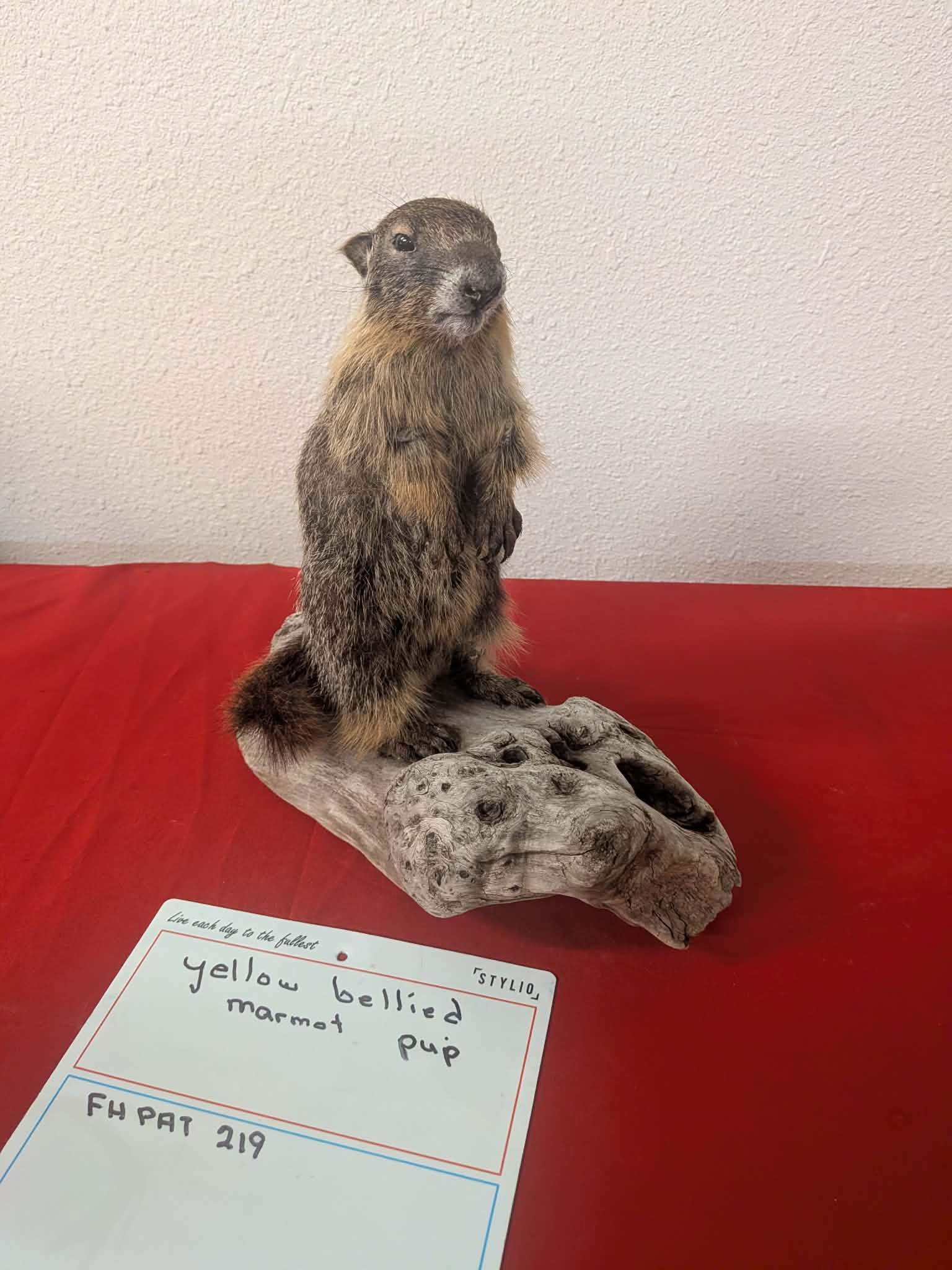 FHPAT219 - Yellow-Bellied Marmot Pup Taxidermy Mount