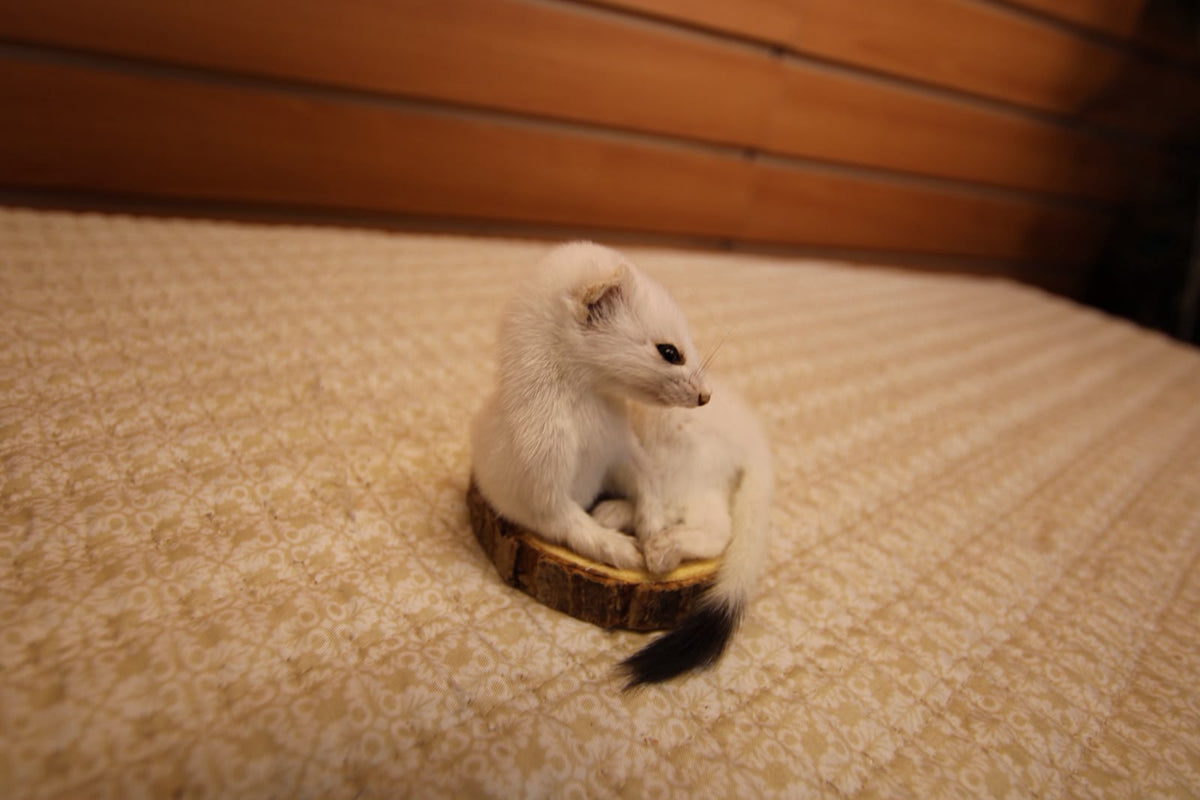 FHWEAS004 - Winter White Ermine (Short-Tailed Weasel) Taxidermy Mount