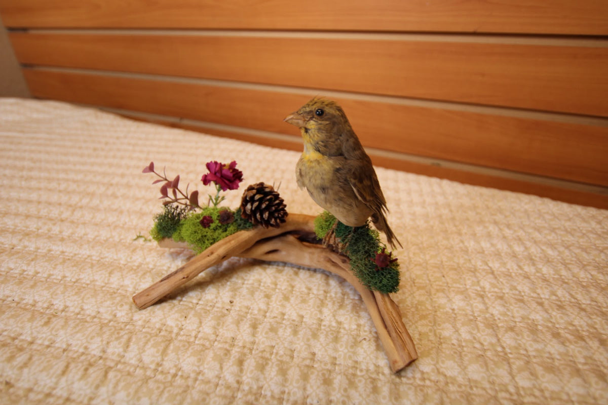 JTVBMA82 - Exquisite Taxidermy Sierra Finch