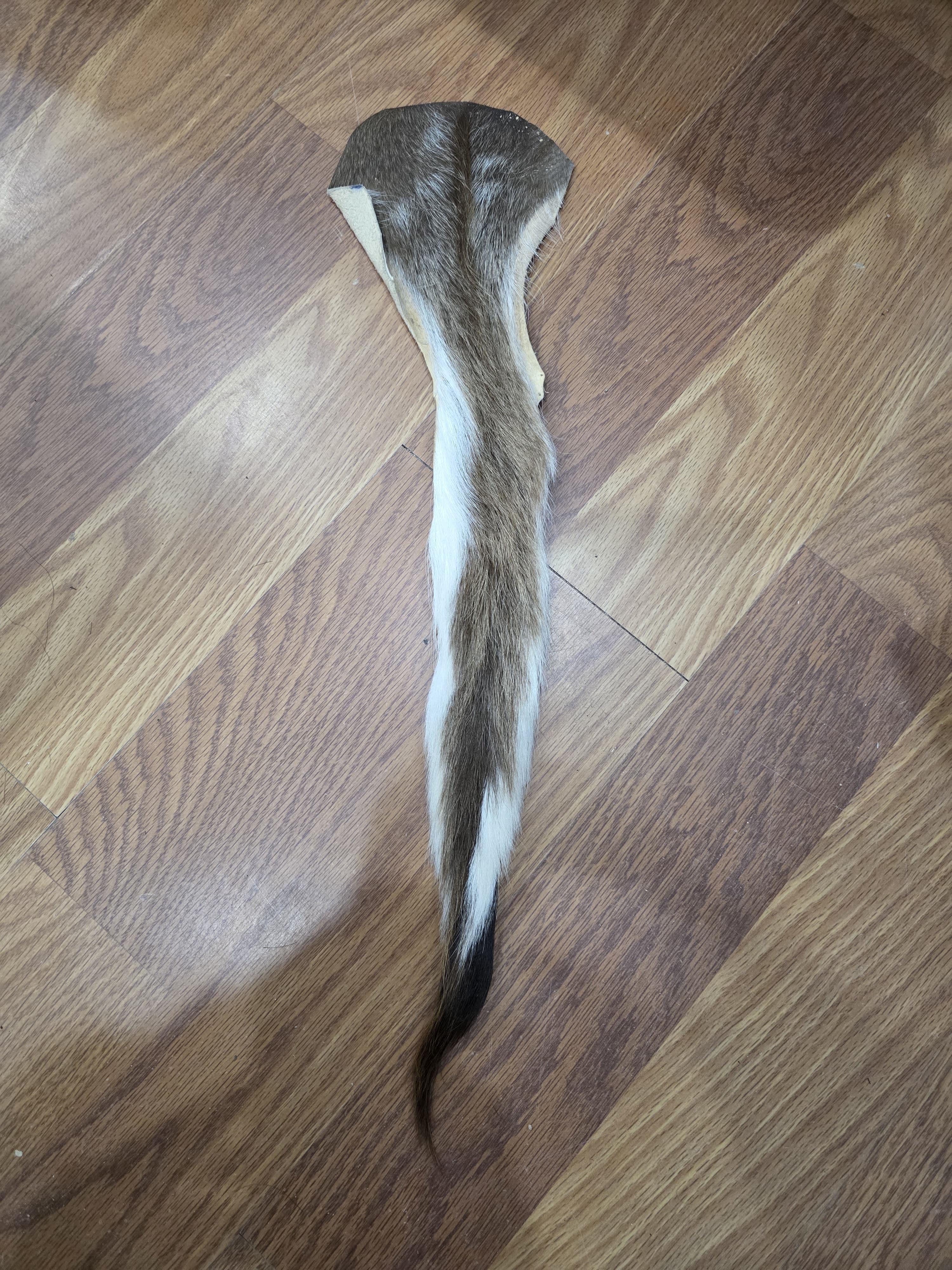 JVTL8 - Kudu Tail – 23” Rustic Decorative Display