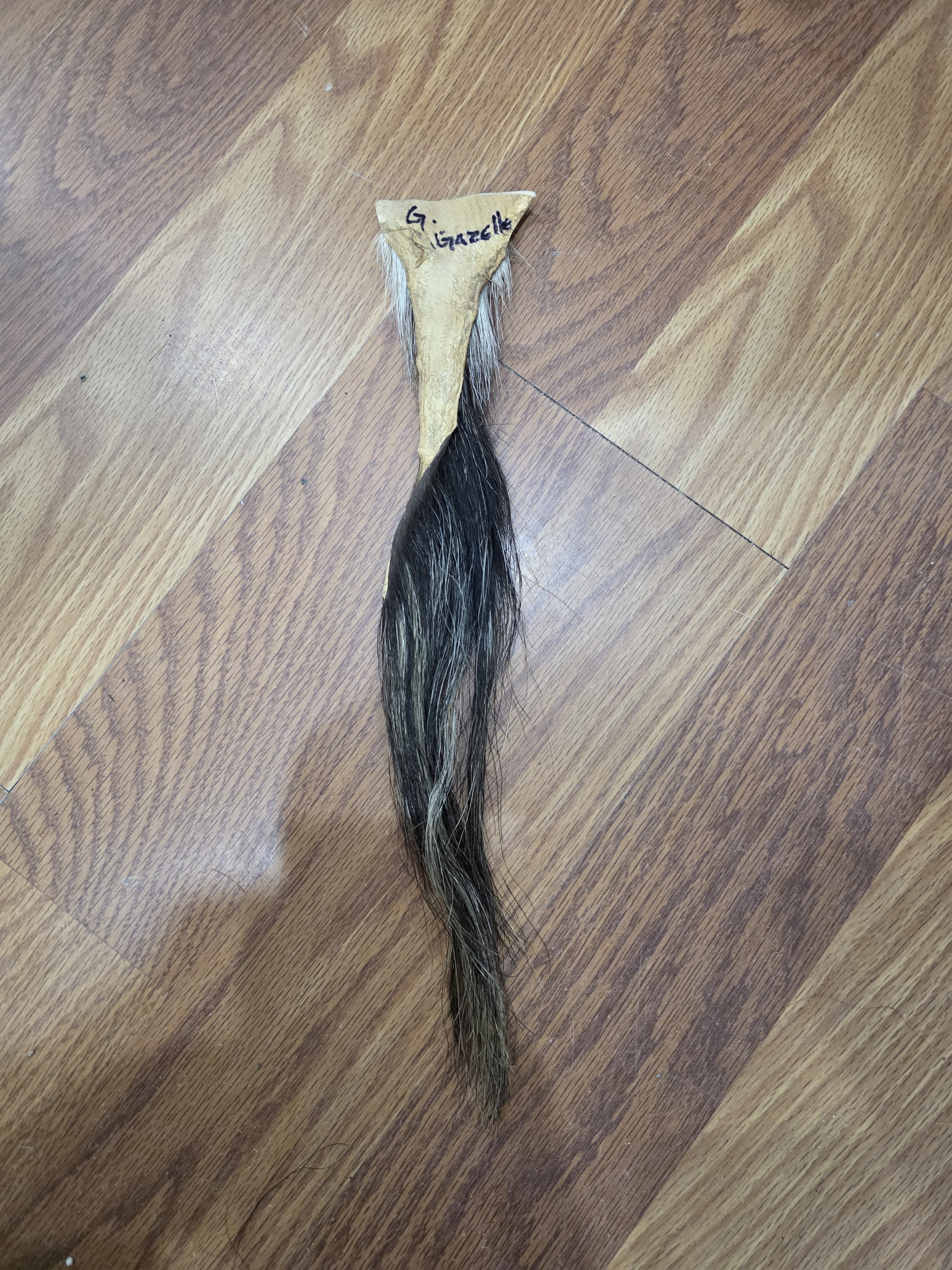 JVTL12 - Gazelle Tail – 15” Rustic Decorative Display