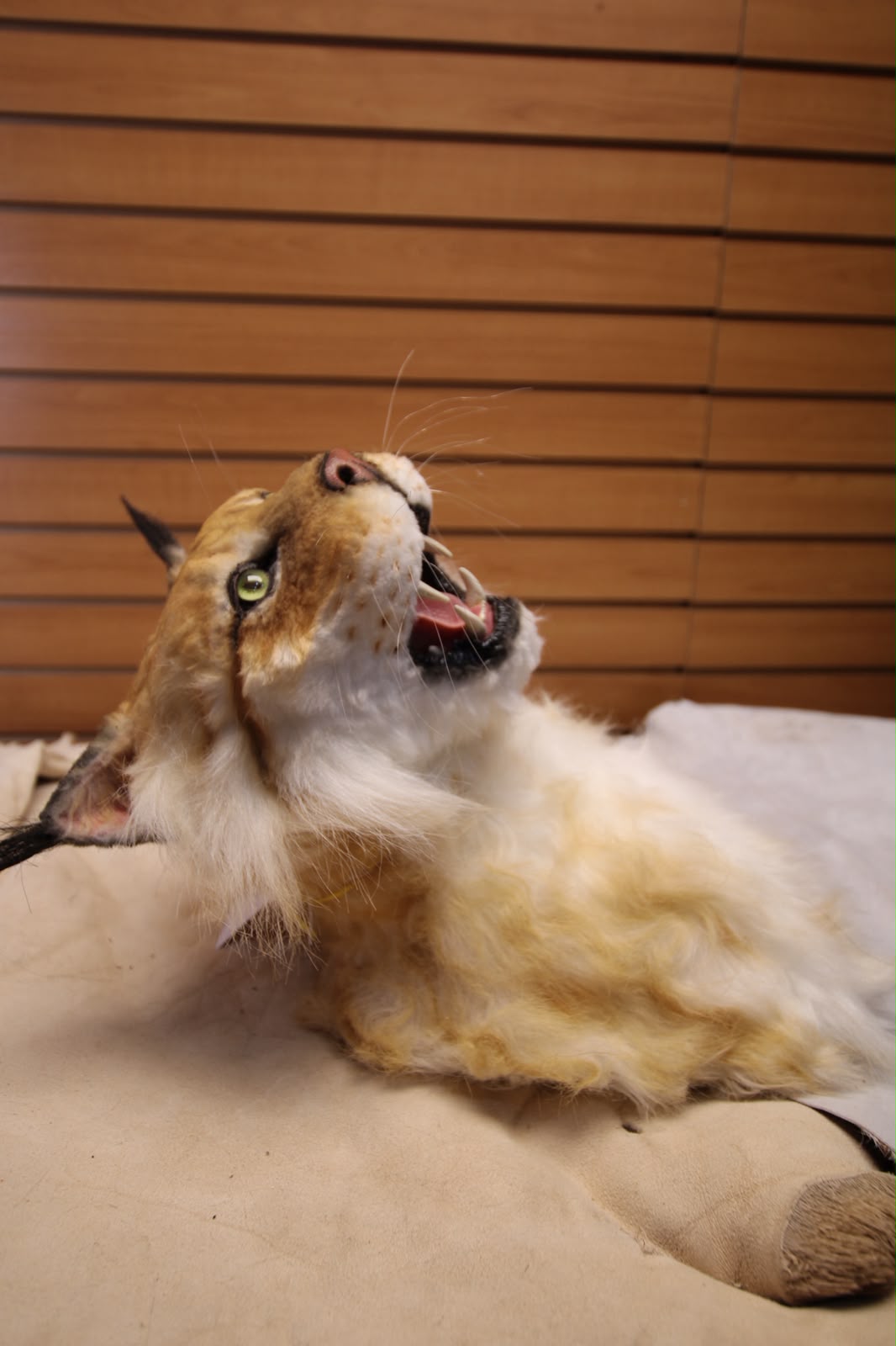 FHRBC05 -reproduction Hansa Eurasian Lynx Head Mount Taxidermy
