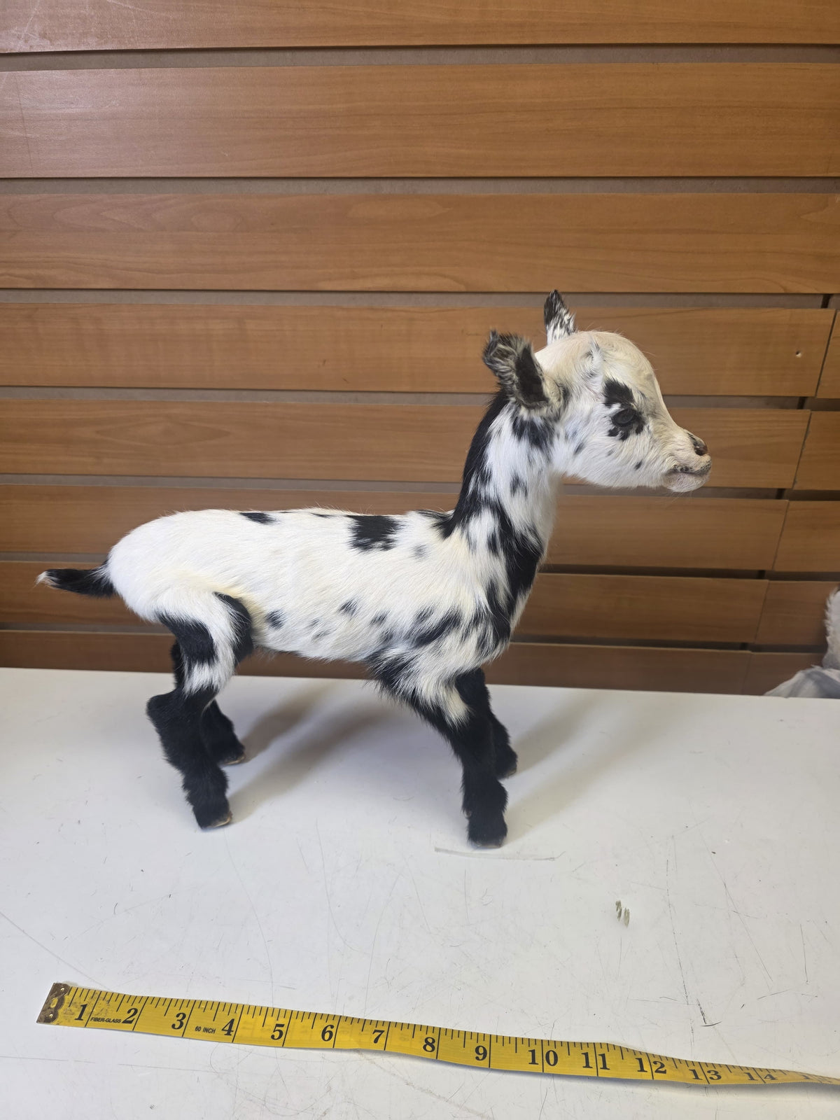Fhsp105 - Taxidermy Goat – White Body with Black Spots