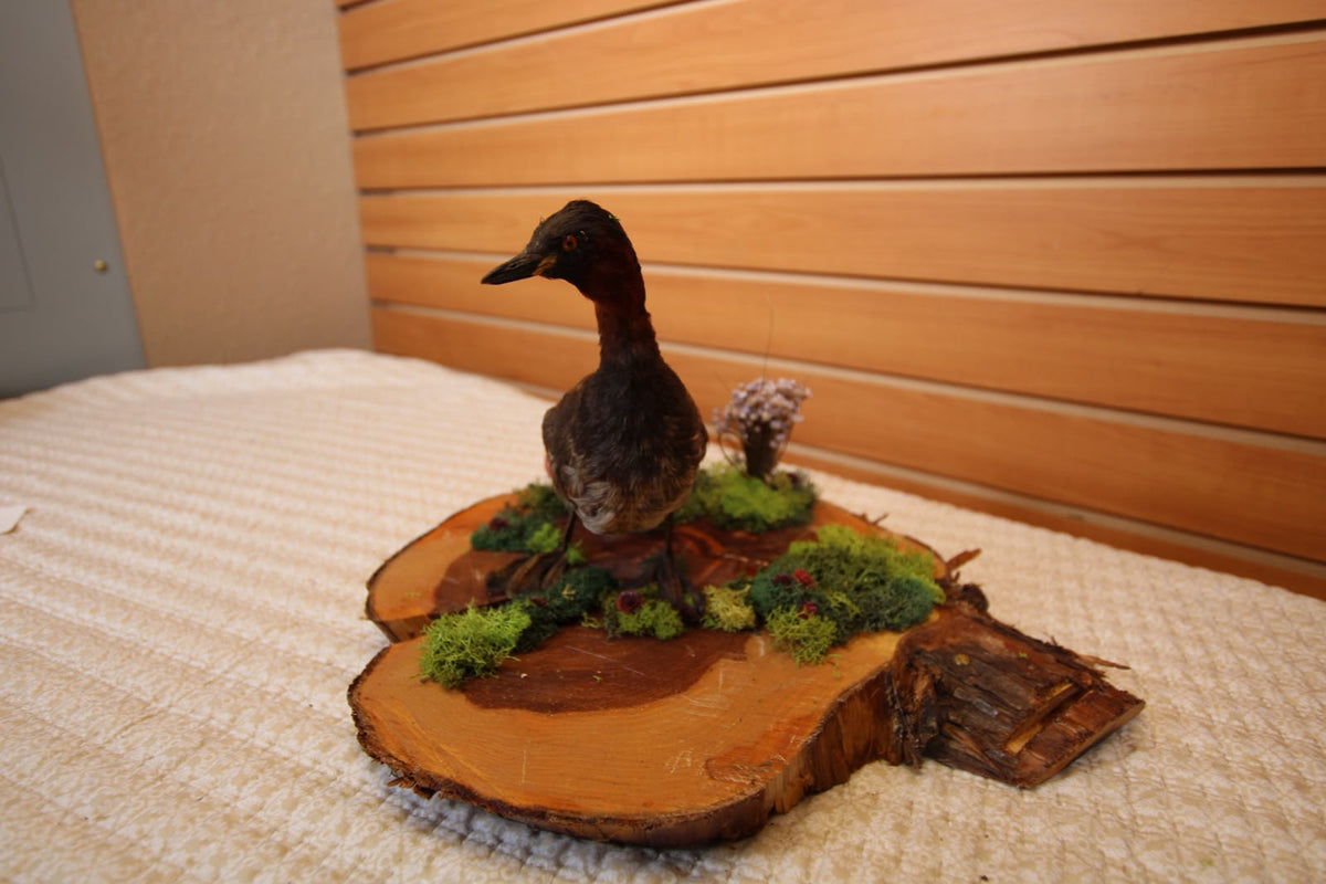 JTVB01 - Exquisite Taxidermy Little Grebe