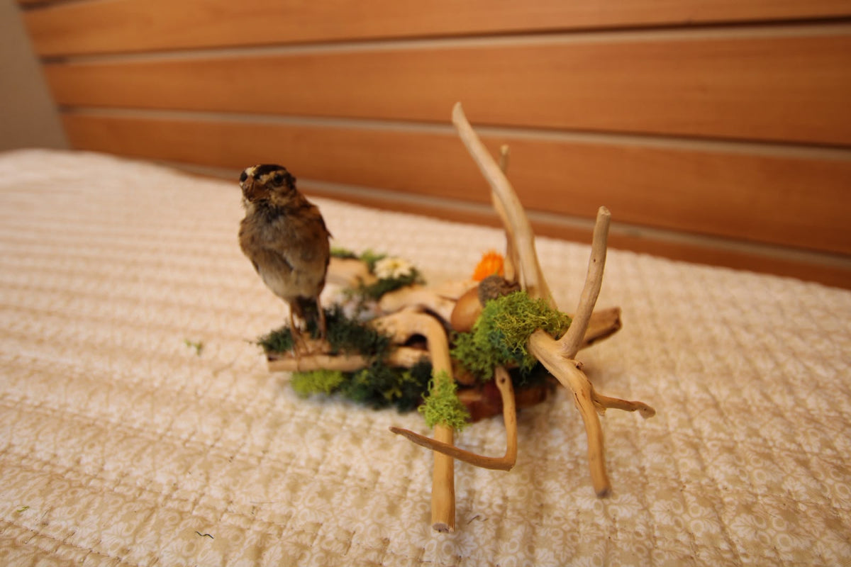 JTVBJ77 - Exquisite Taxidermy Northern Red Bishop