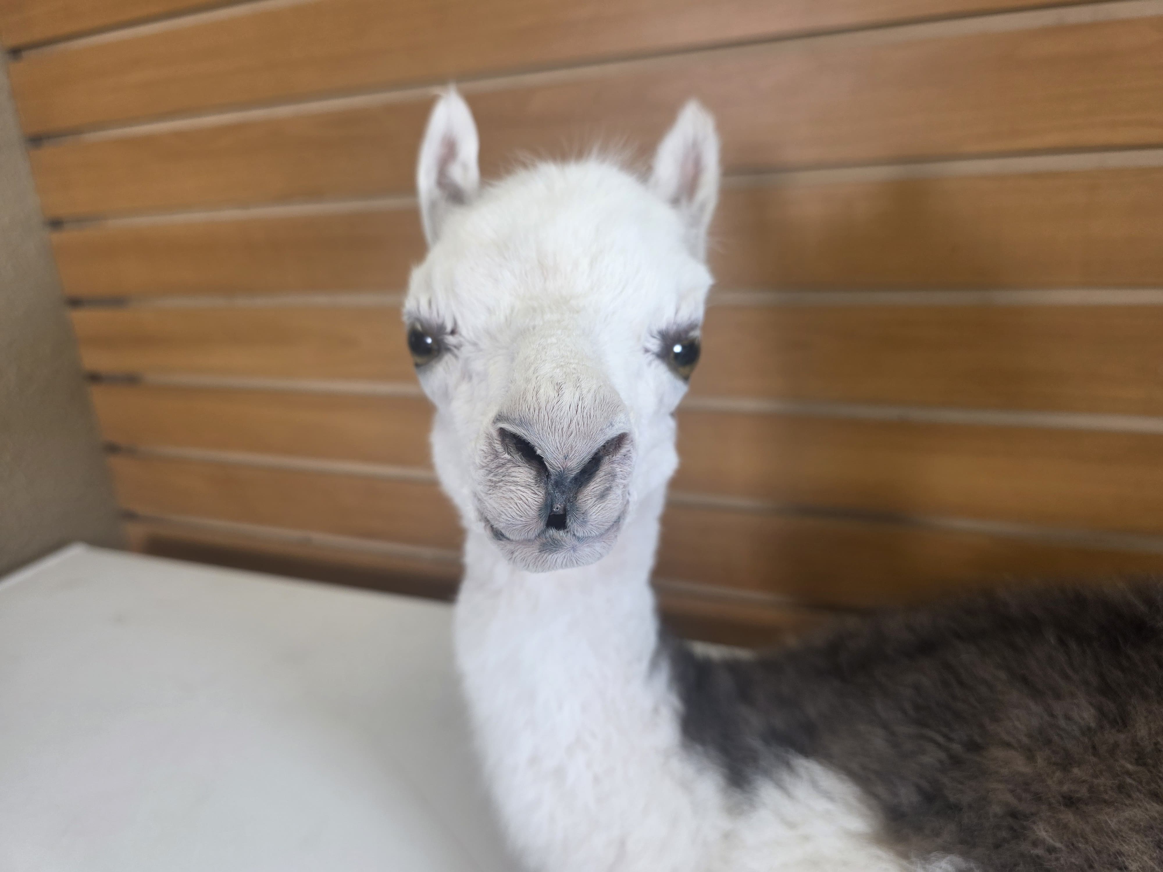 Fhden19 - Baby Alpaca Taxidermy Mount