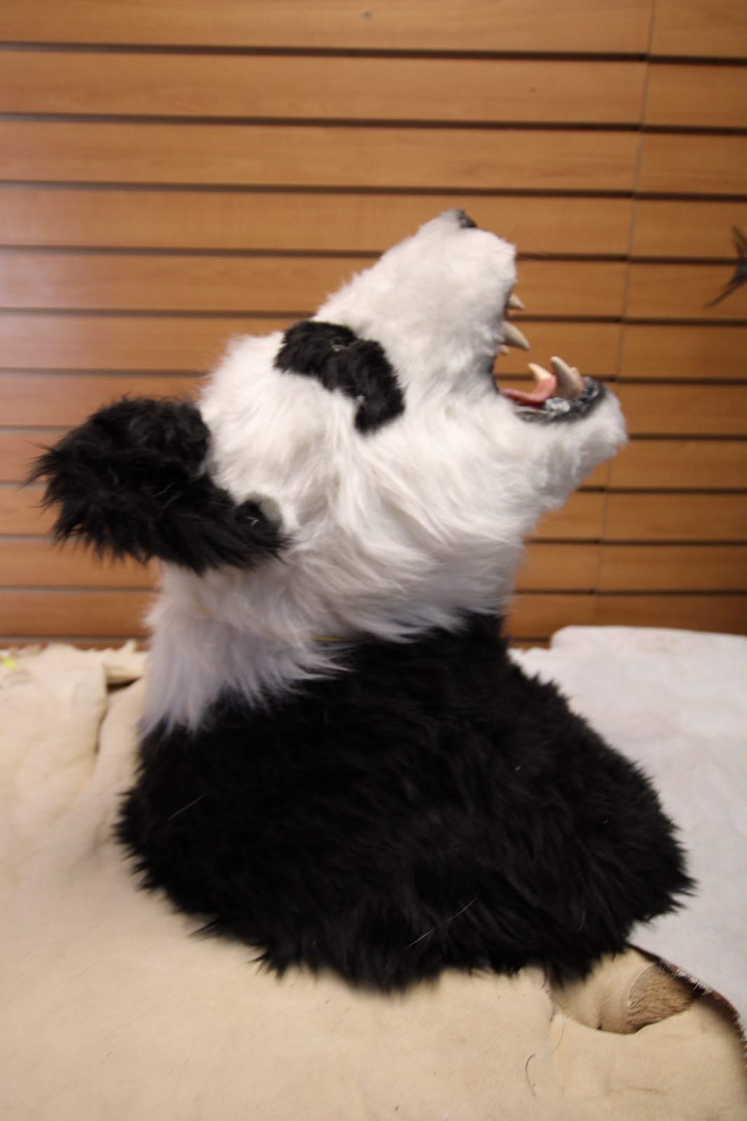 FHRB01 - reproduction Taxidermy Giant Panda Shoulder Mount