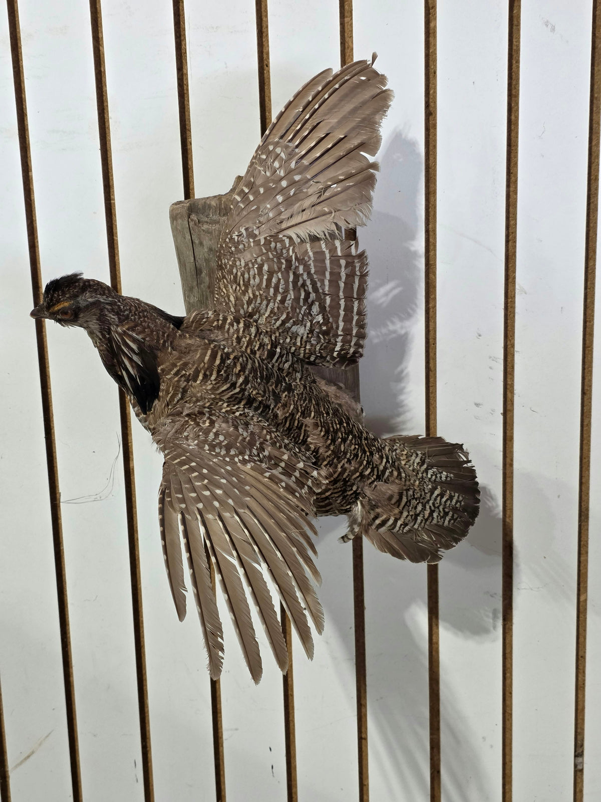 Comb125 - Ring-Necked Pheasant Taxidermy Bird Mount