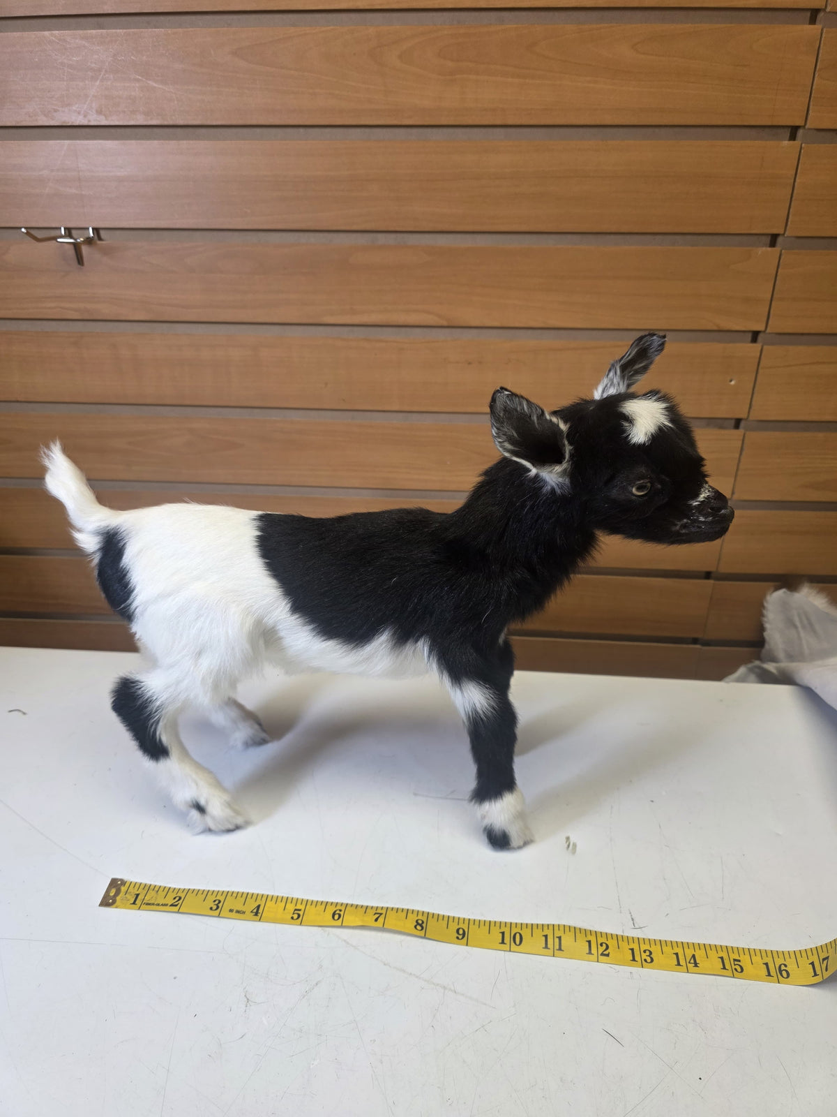 Fhsp104 - Taxidermy Nigerian Dwarf Goat – Preserved Specimen