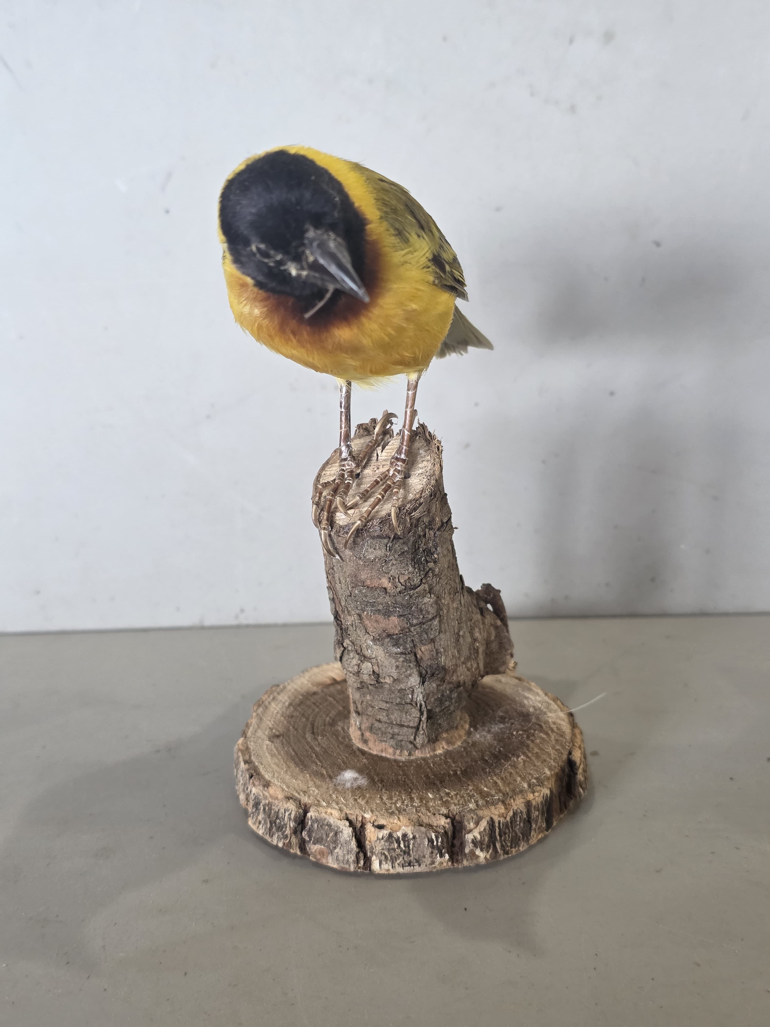JTVIT4 - Black Headed Weaver Finch Taxidermy – Pen Raised