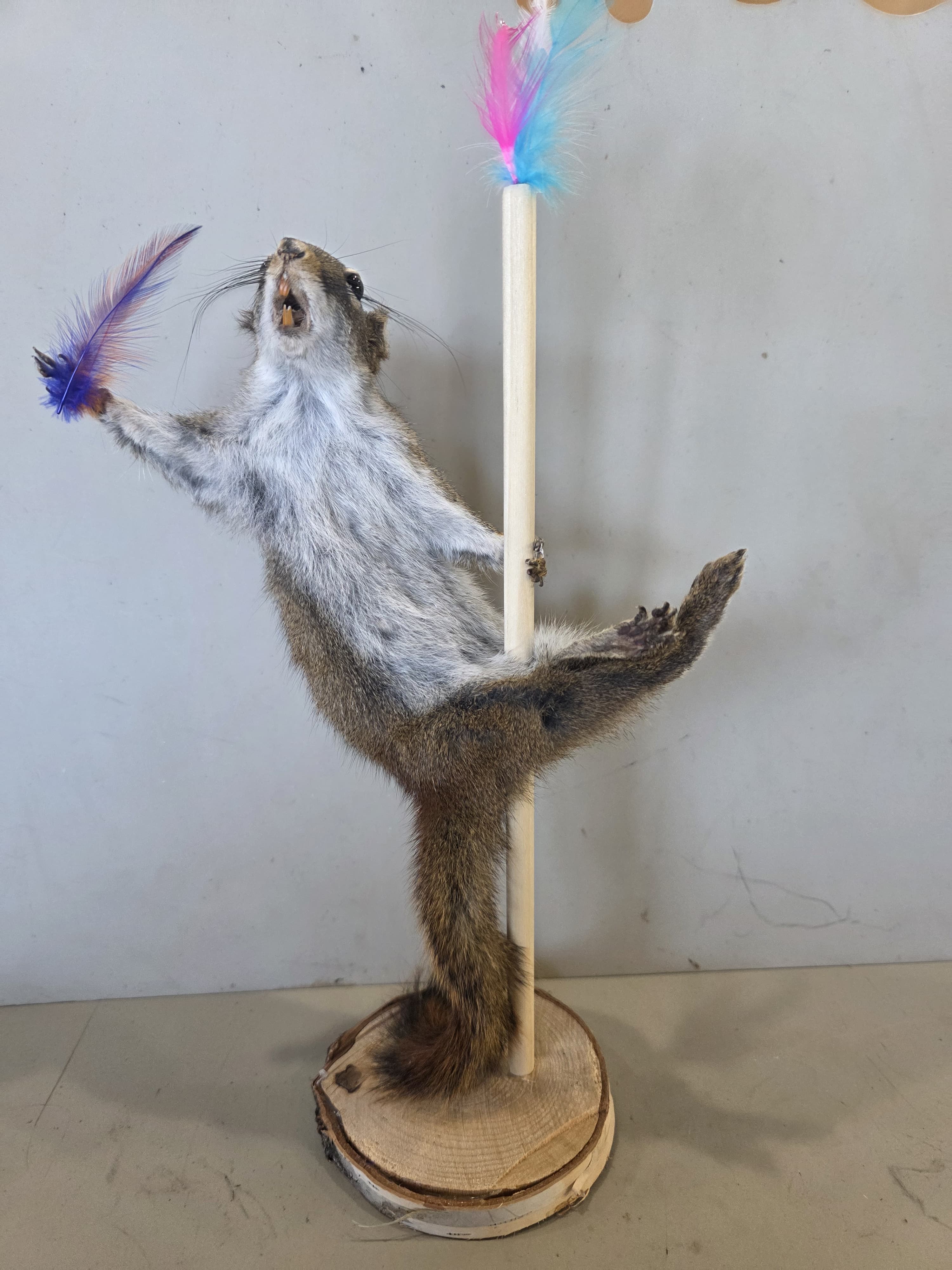 FHJUL13 - taxidermy Squirrel – Handcrafted Display Mount