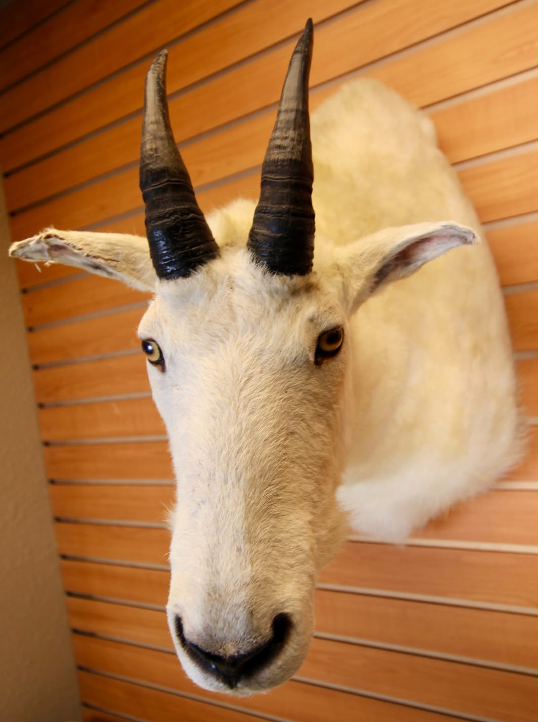 FHMGOA01 - Stunning Taxidermy Mountain Goat Head