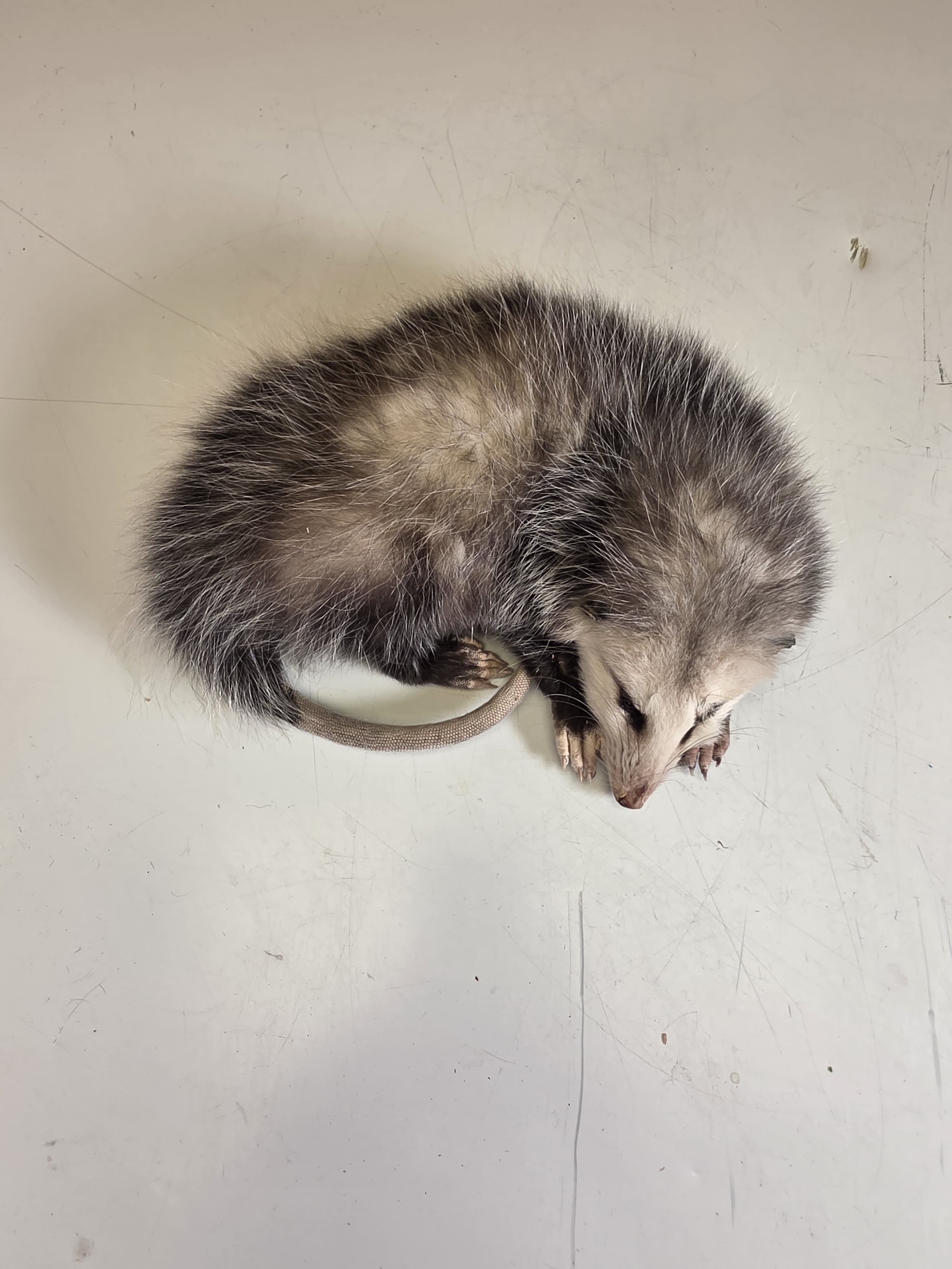 Fhjun28 - Baby Opossum Taxidermy Mount