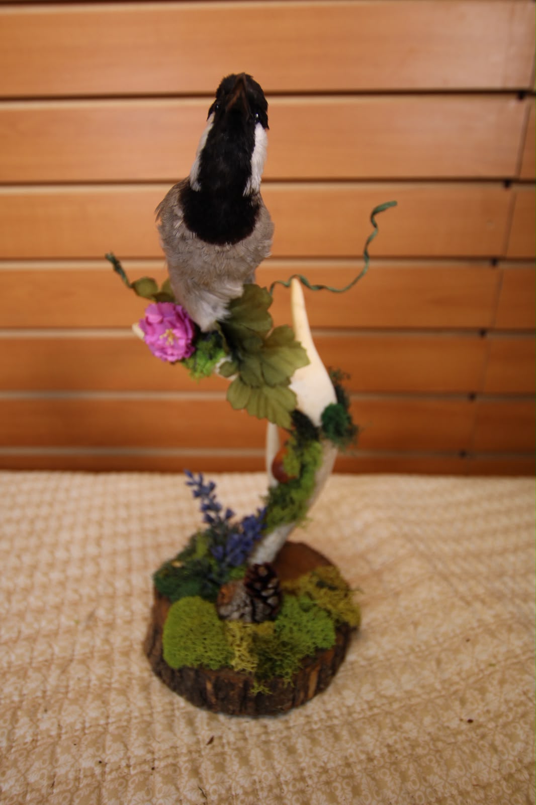JTVB03 - Exquisite Taxidermy White-Eared Wagtail