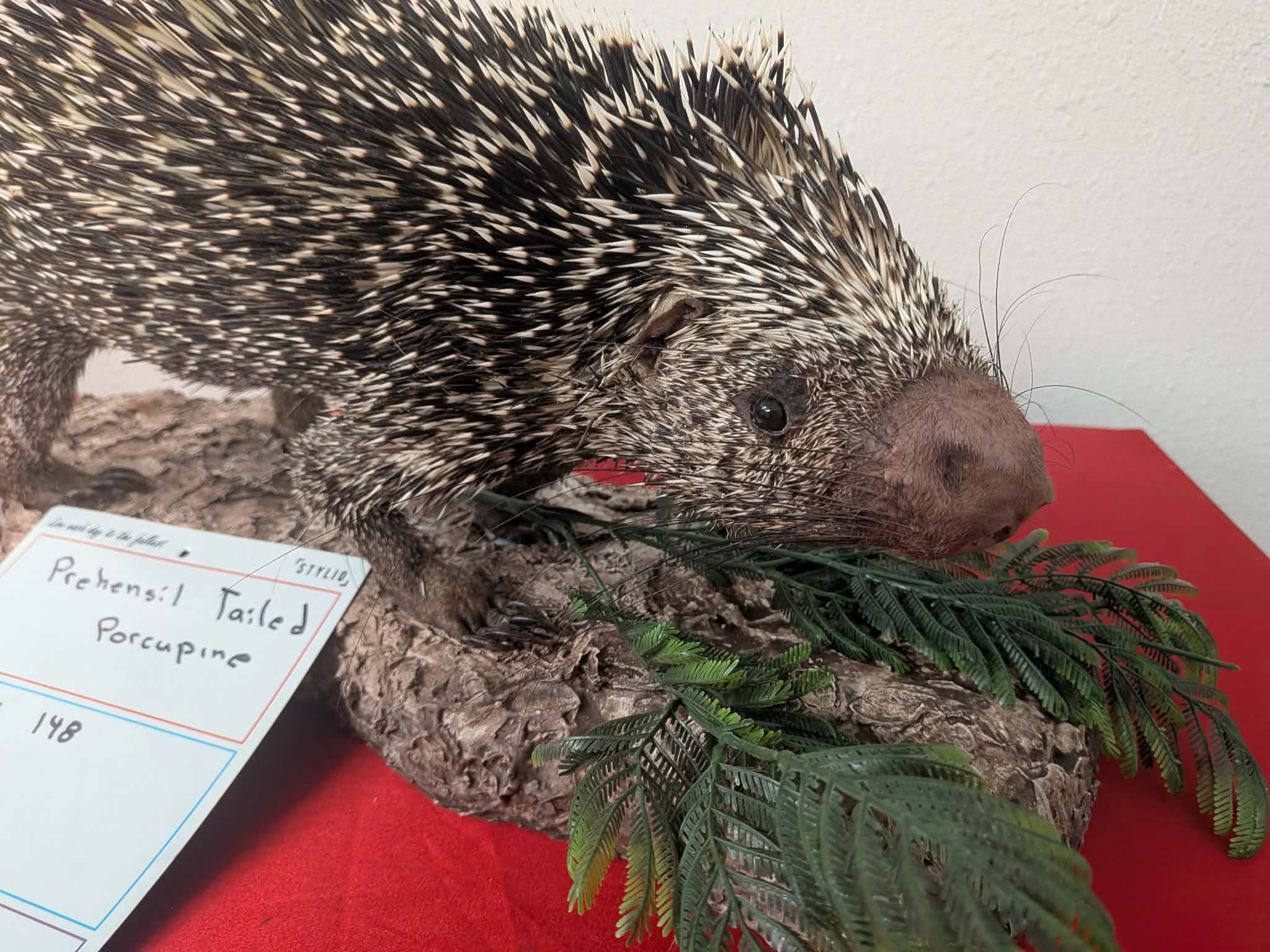 FHPAT148 - Prehensile-Tailed Porcupine Taxidermy Mount