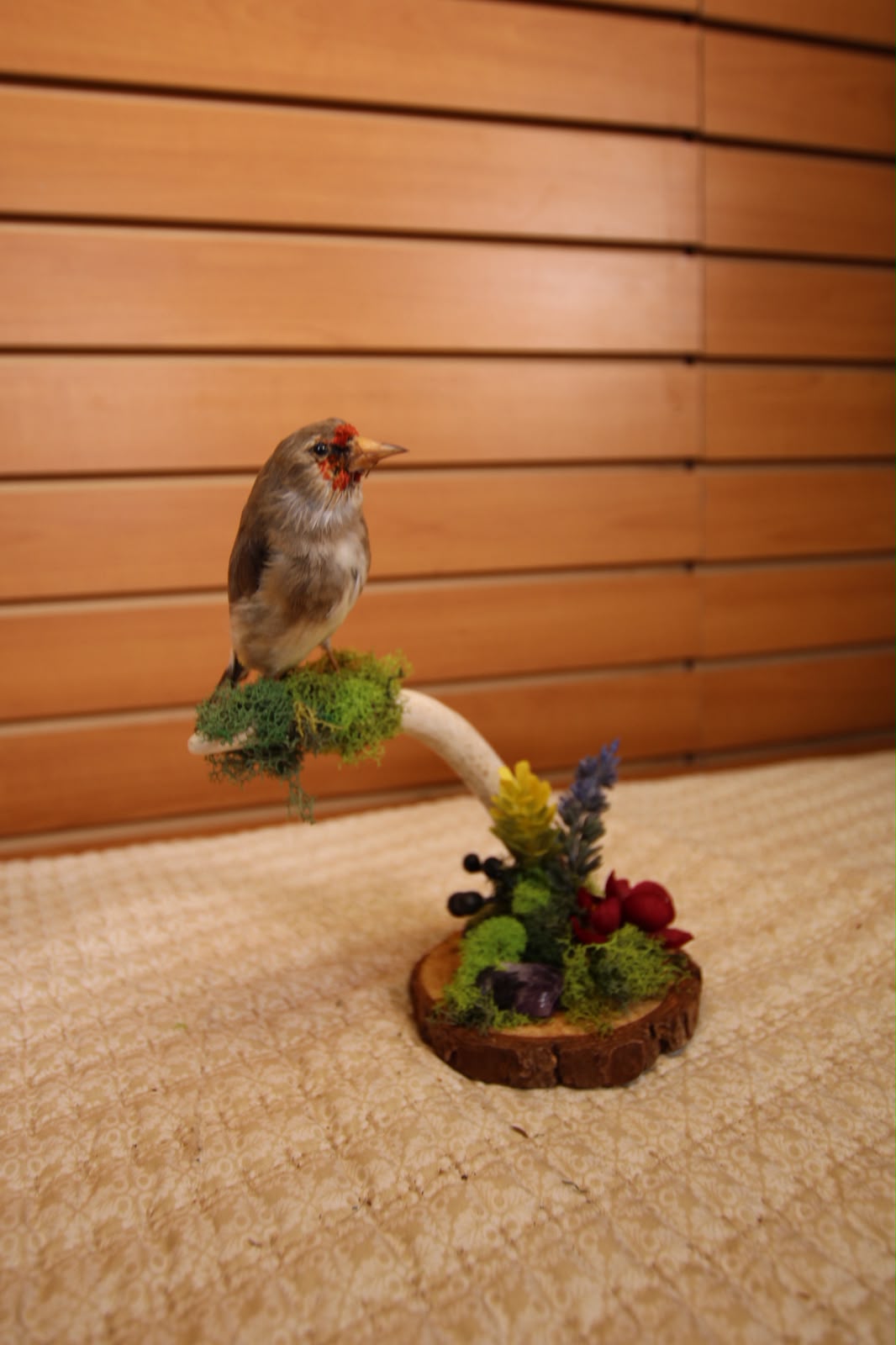 JTVB02 - Exquisite Taxidermy European Goldfinch