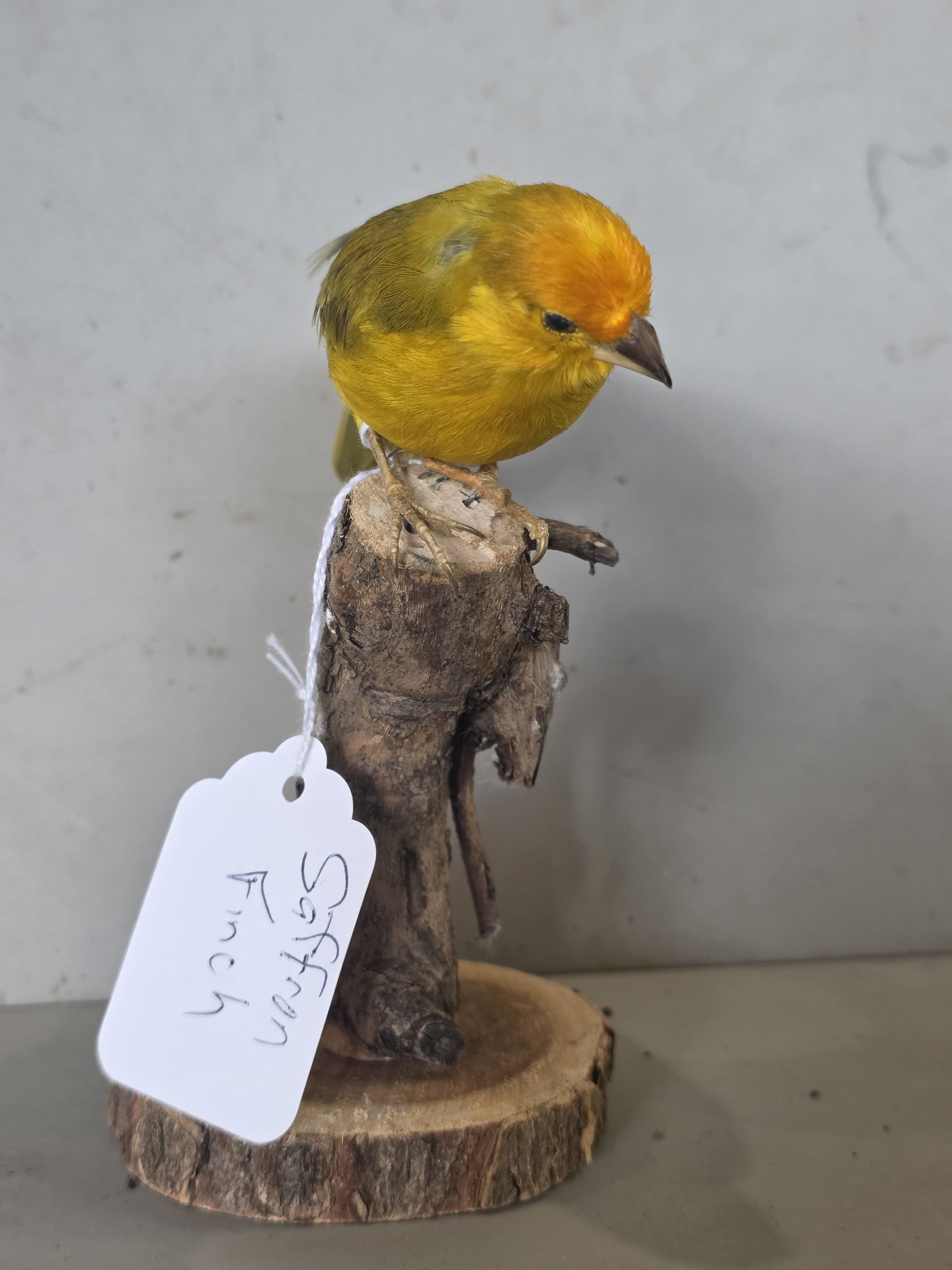JTVIT4A - Pen Raised Saffron Finch Taxidermy