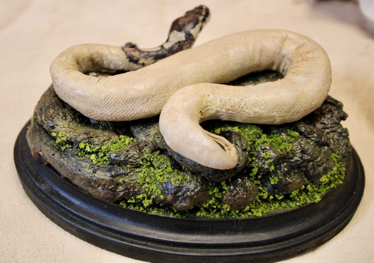 - Taxidermy Pueblan Milk Snake Specimen