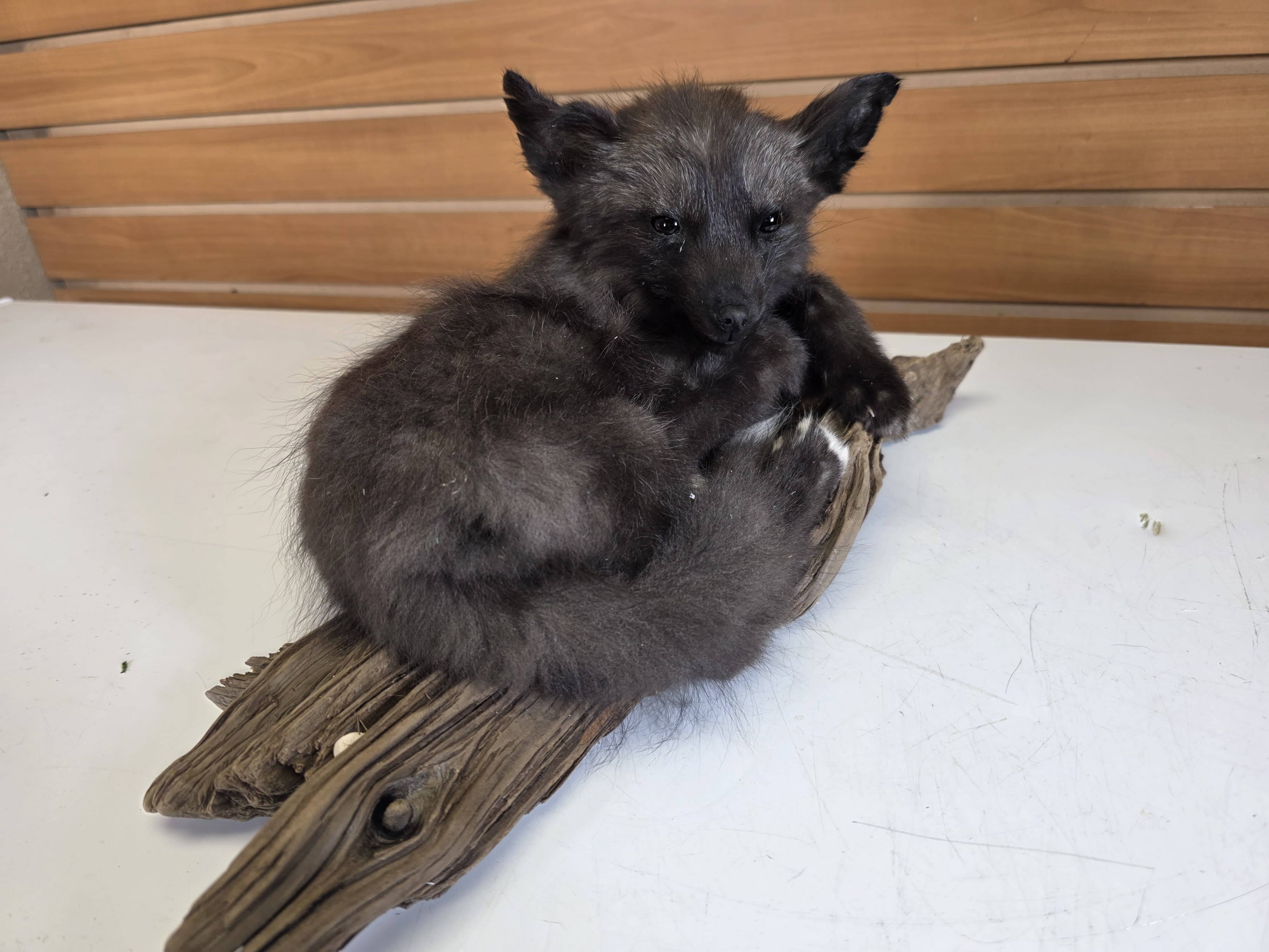 Fhjun29 - baby Ranch Fox Taxidermy Mount