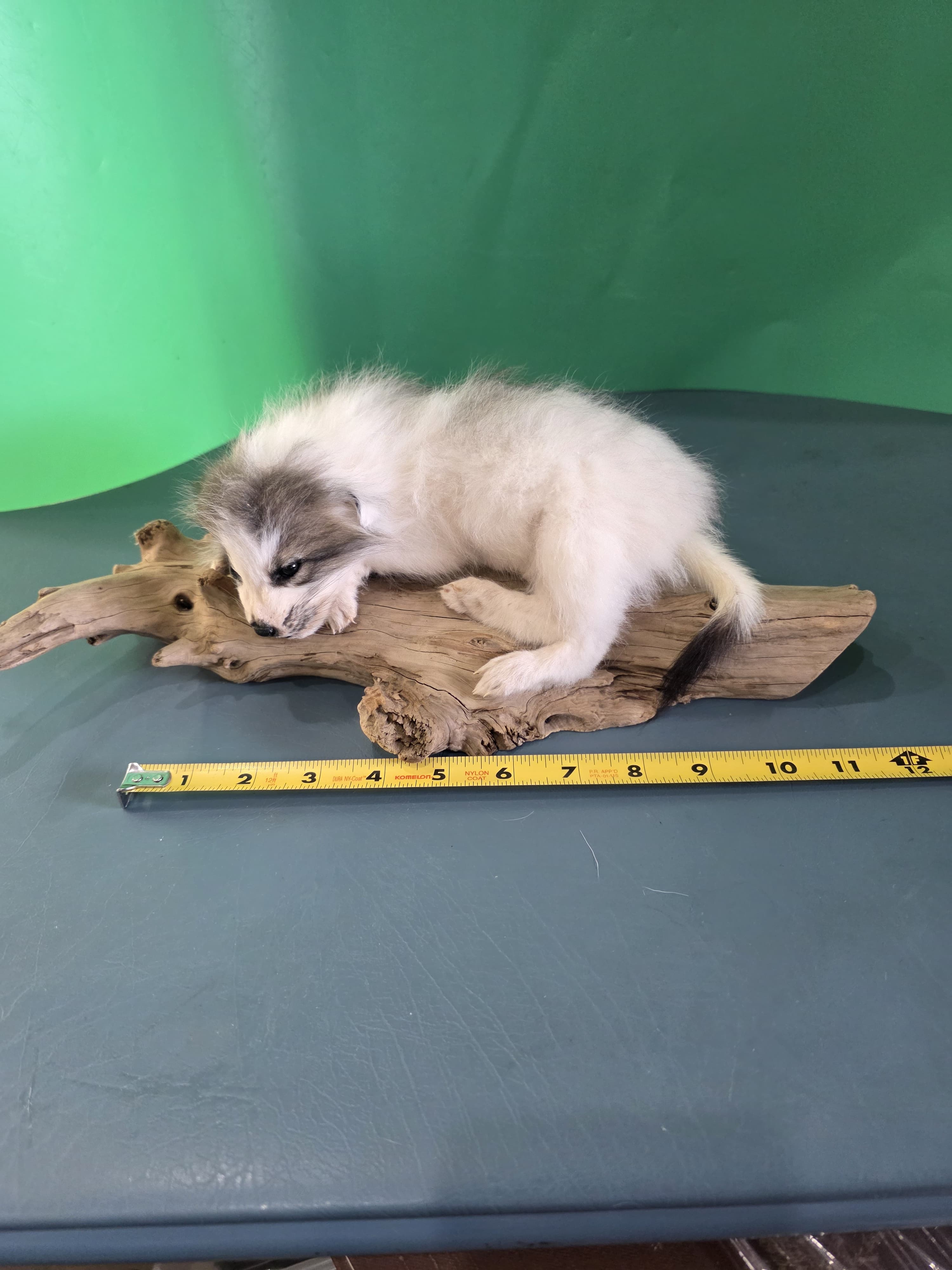 Fhjun14 - baby Ranch Fox Taxidermy Mount