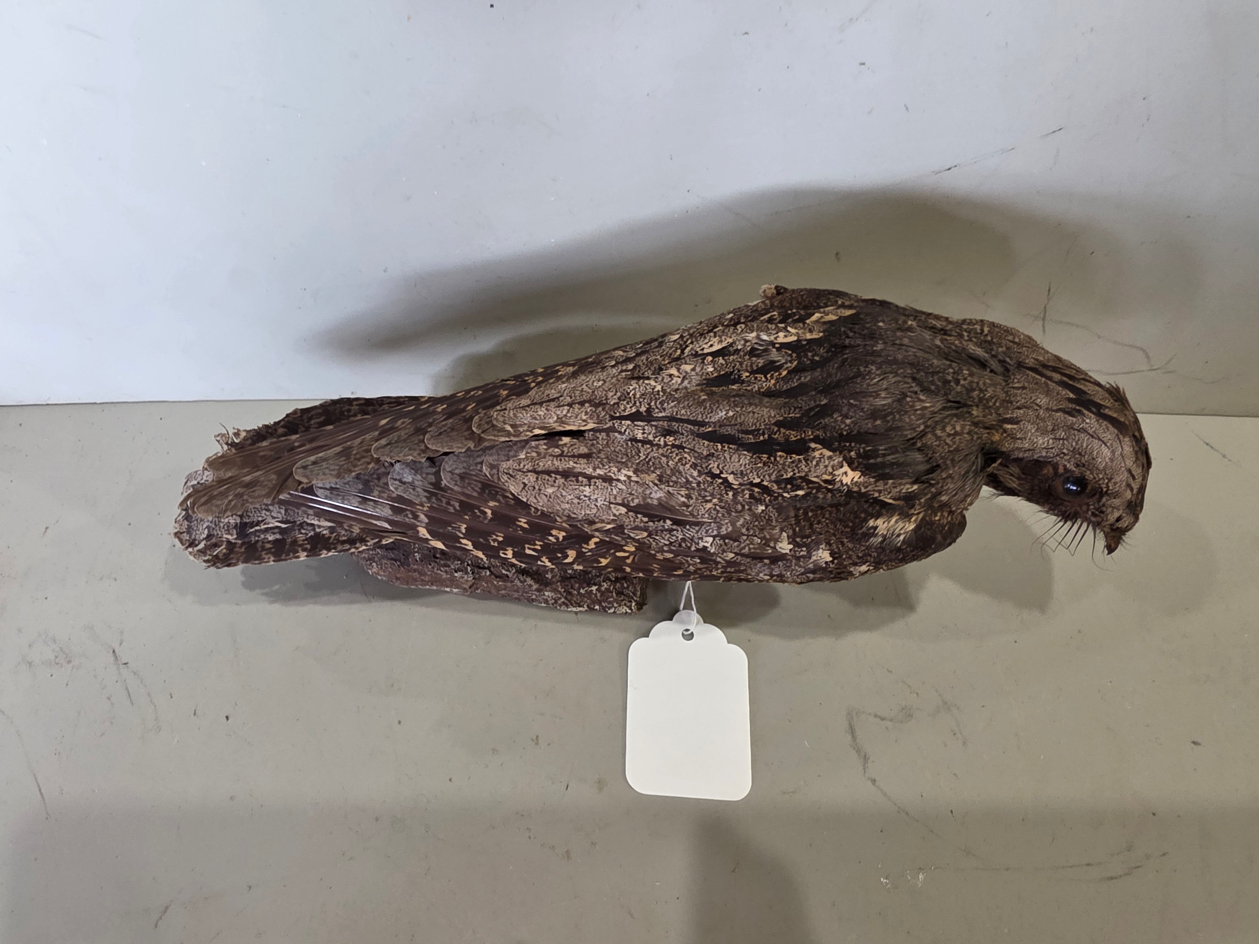 JTVNW1 - European Nightjar Taxidermy