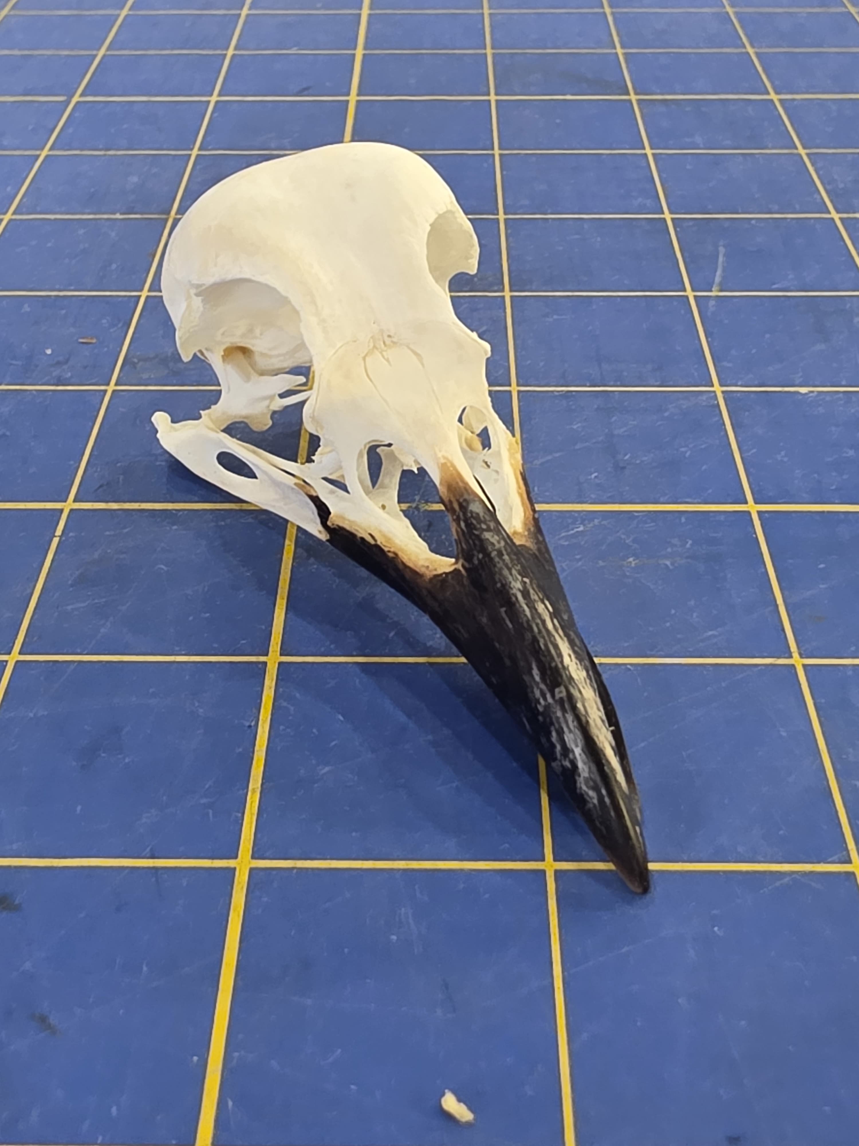 Jtvsk101 - Hooded Crow Skull – Authentic Bird Specimen