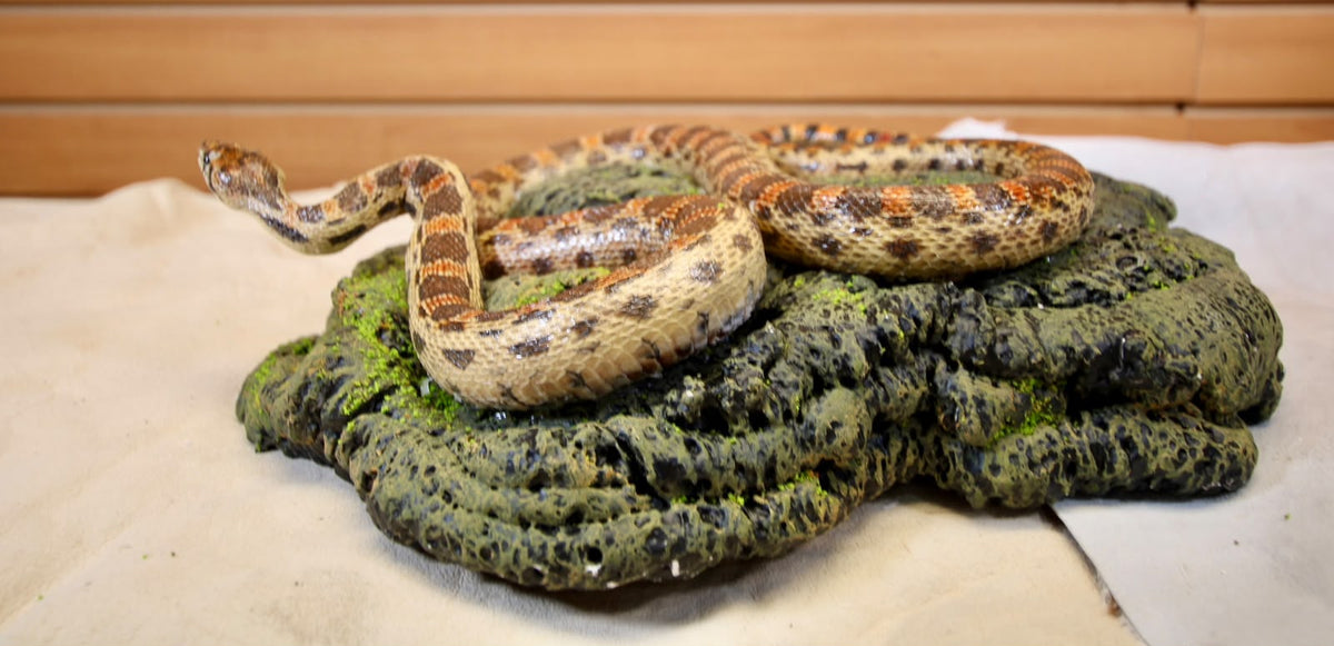 FHSP111 - Taxidermy Hypo Leopard Boa Constrictor Specimen