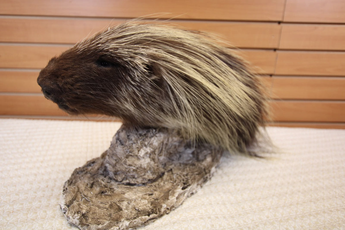 FHSP131 -  north American Porcupine Specimen head mount