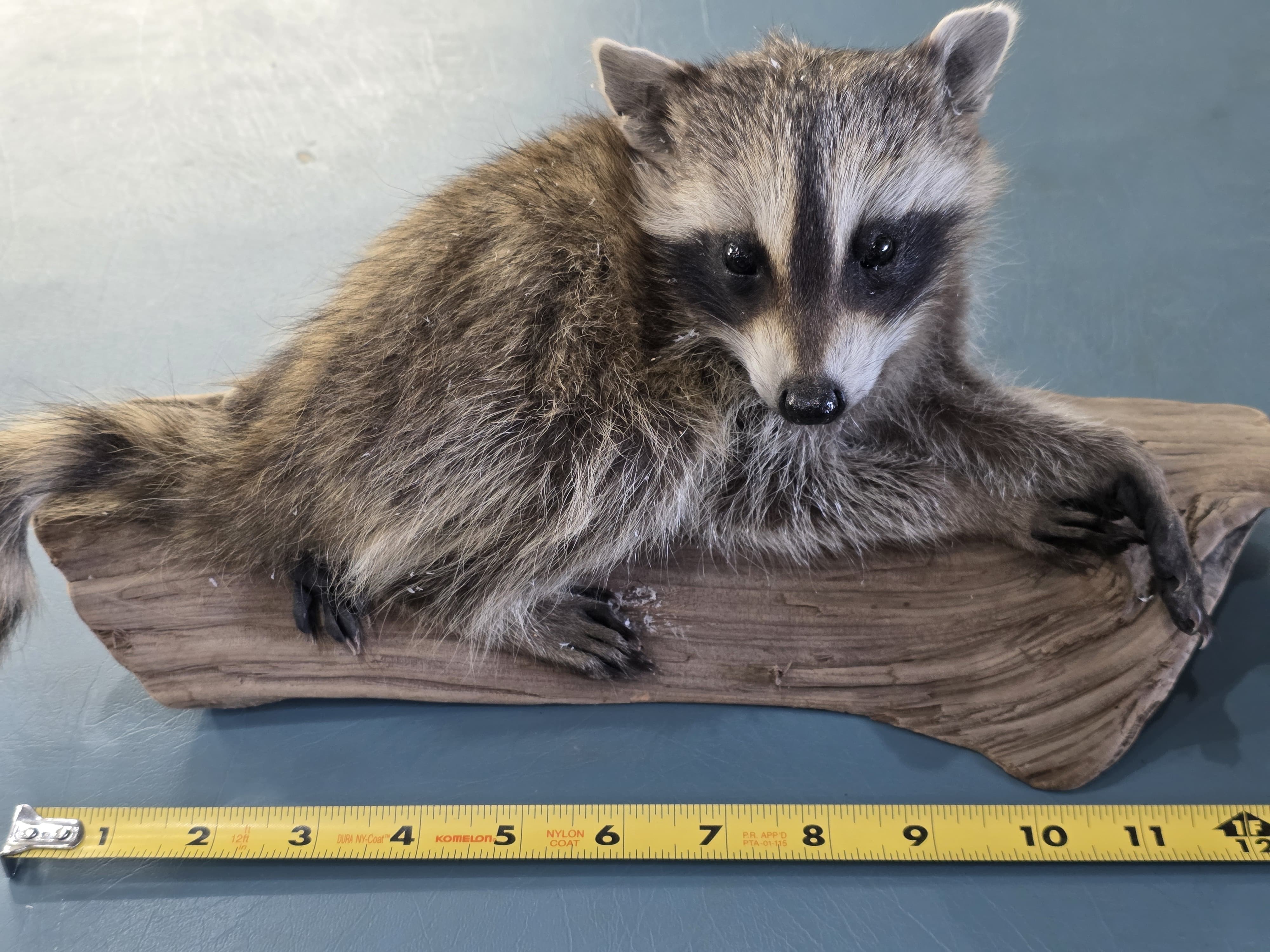 Fhjun20 - Baby Raccoon Taxidermy Mount