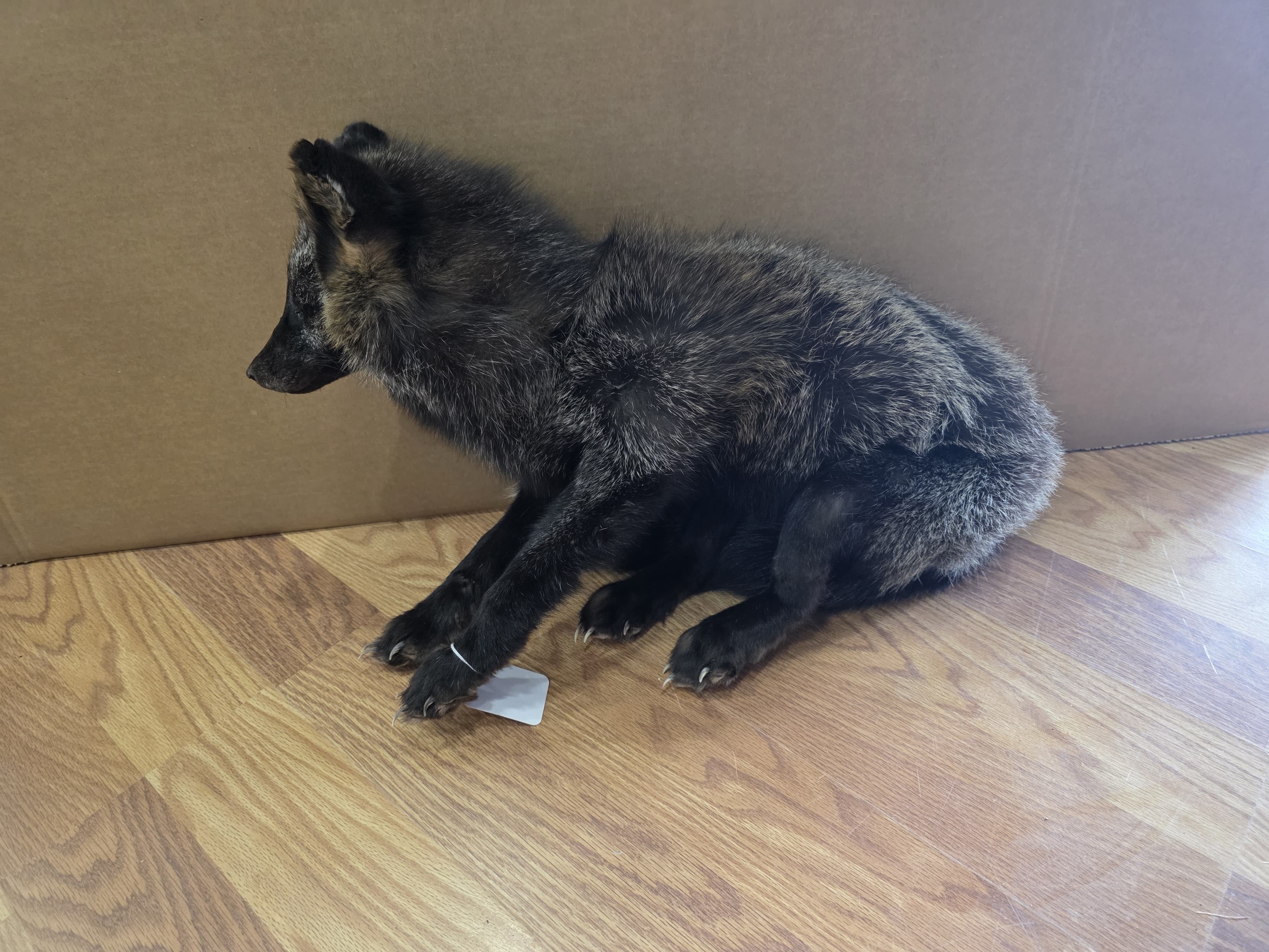 Fh2225 - Soft Mount Posable | Realistic Wildlife Display