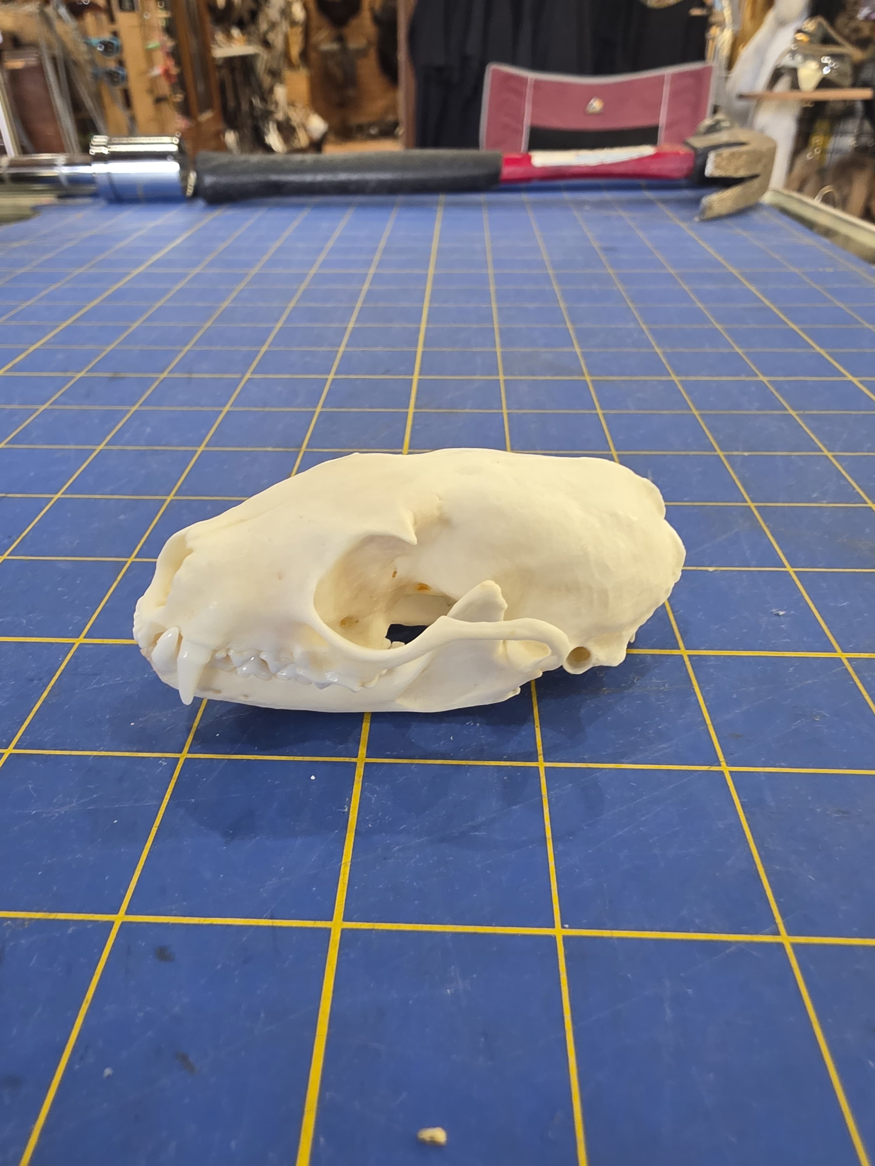 Jtvsk103 - Beech Marten Skull – Authentic Wildlife Specimen