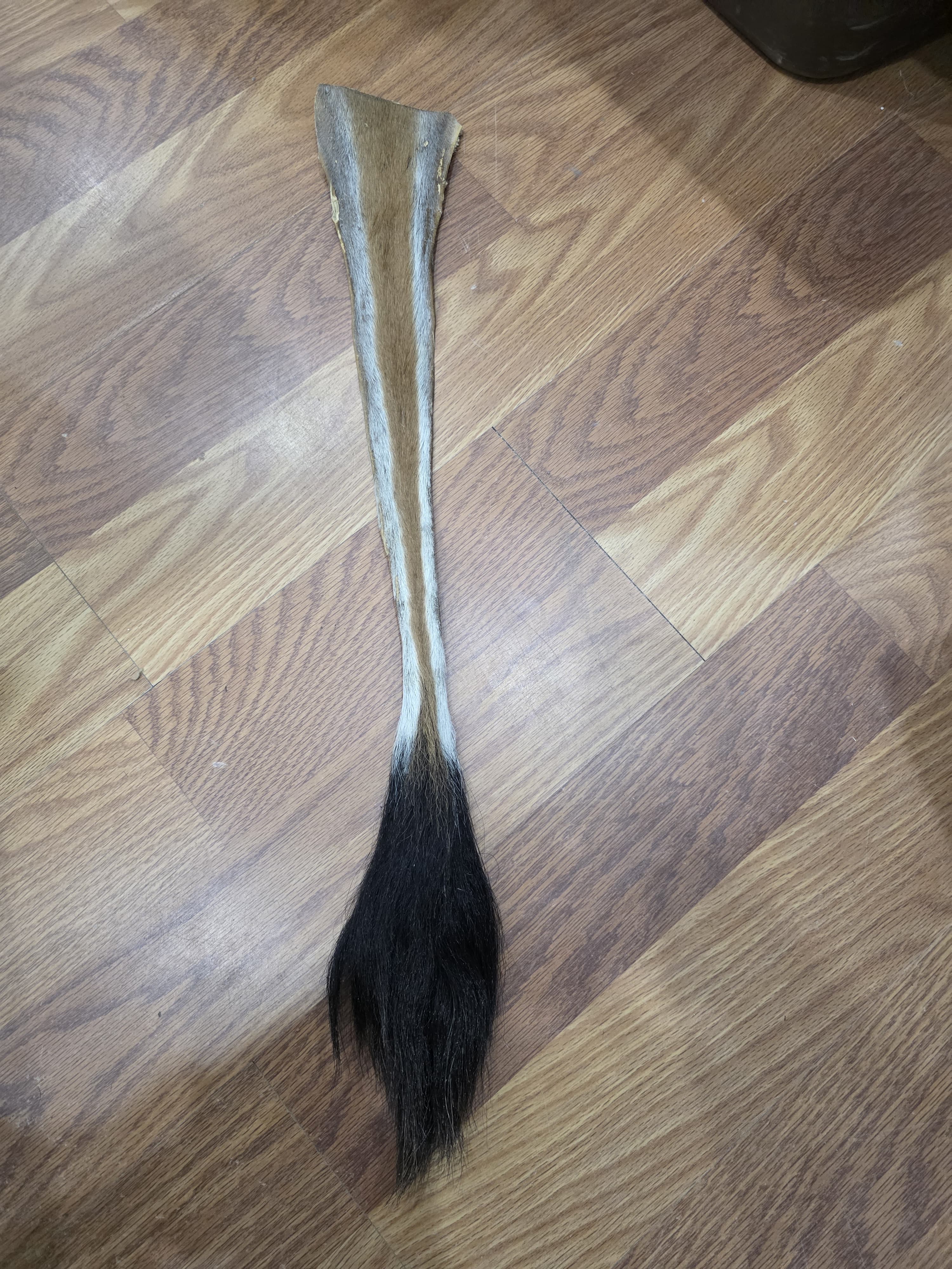 JVTL6 - Eland Tail 27" – Authentic Natural African Antelope Tail | Rustic Wildlife Decor & Taxidermy Display Piece