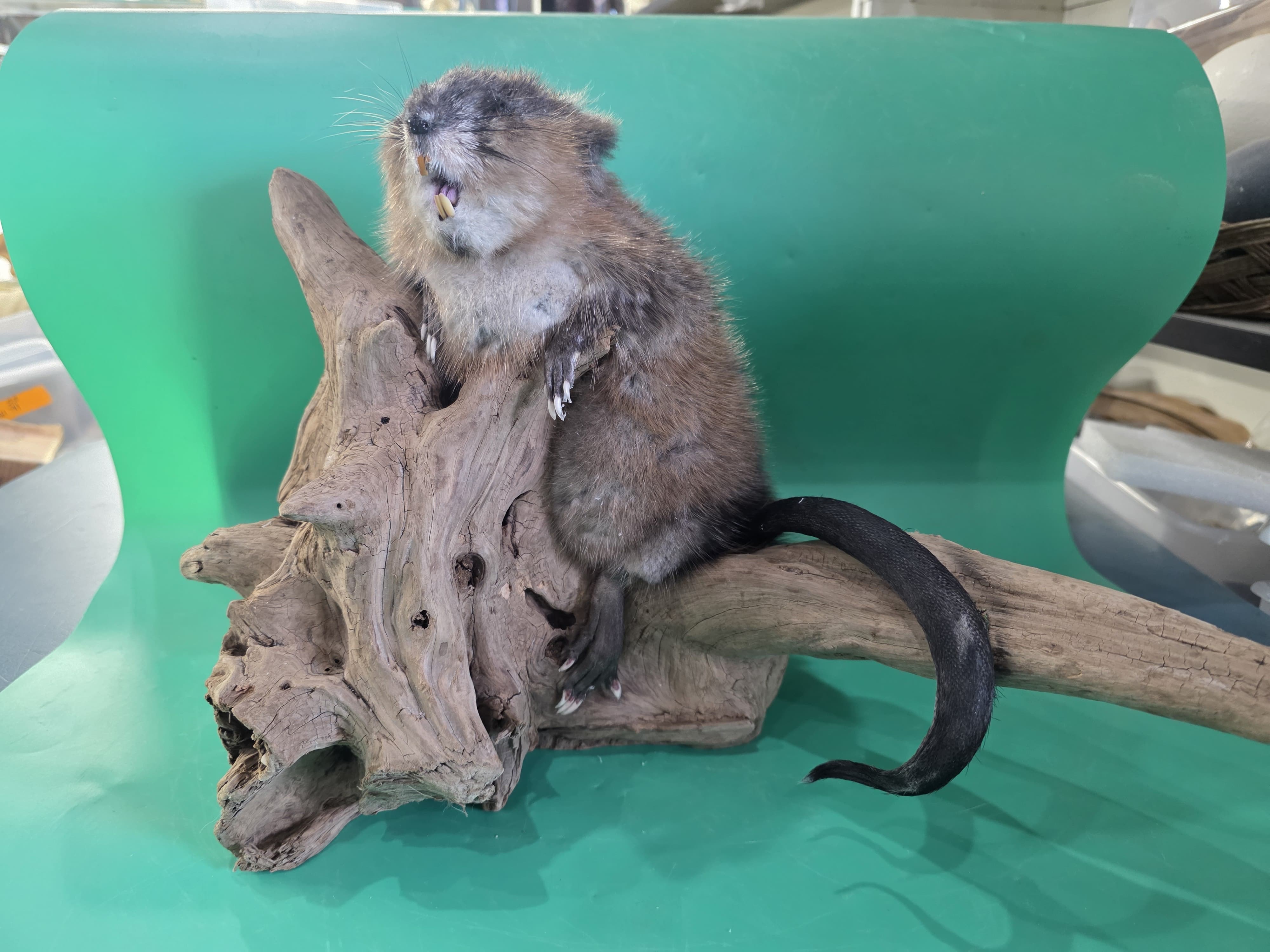 Fhjun12 - Muskrat Taxidermy Mount