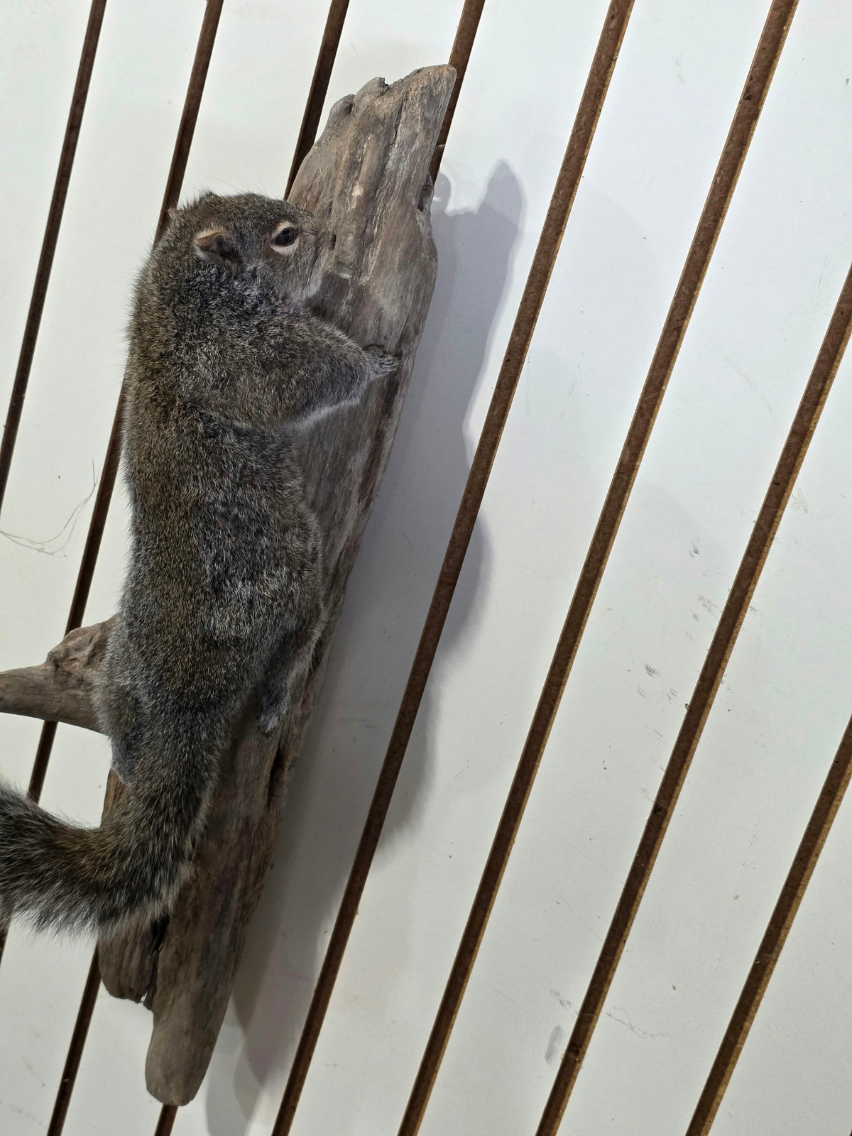 Comb120 - Classic Grey Squirrel Taxidermy Mount