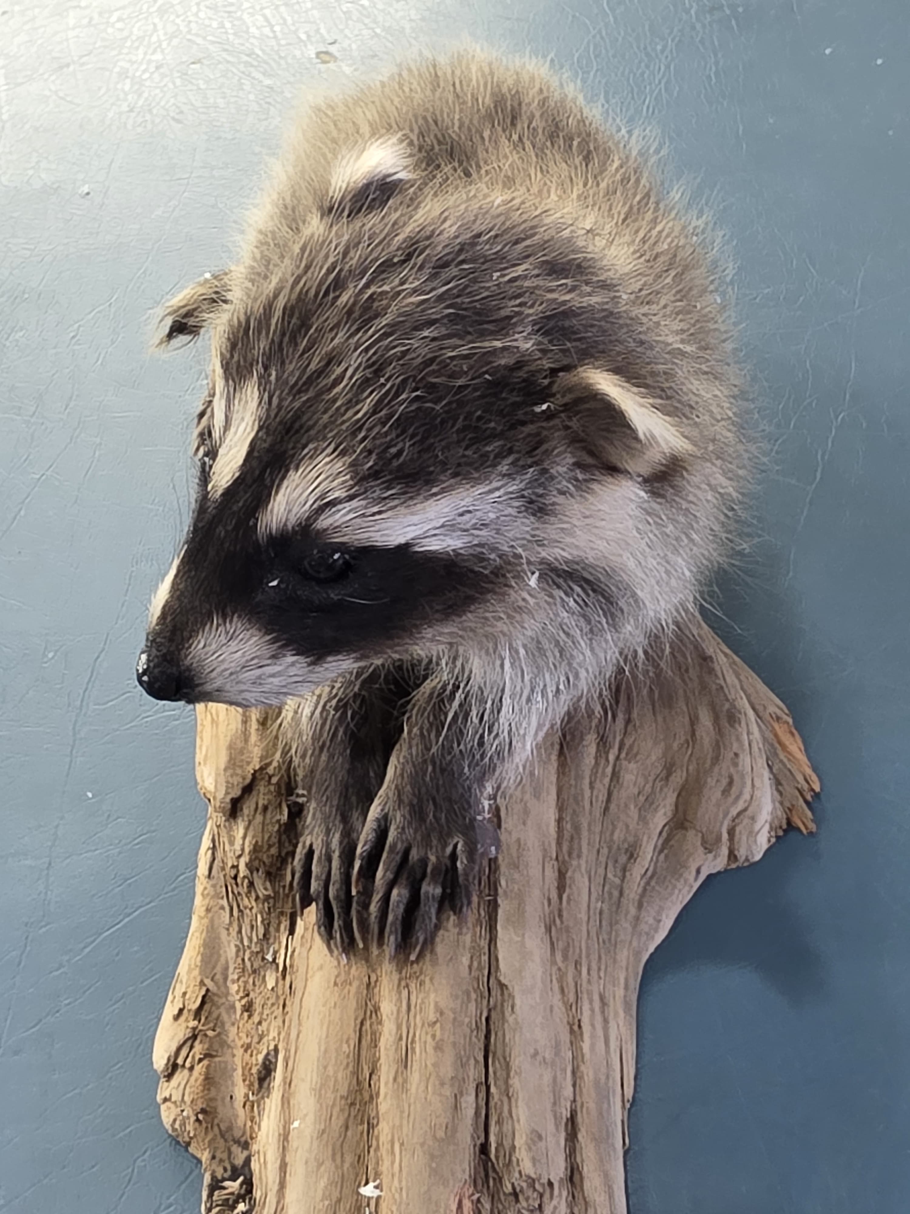 Fhjun21 - Baby Raccoon Taxidermy Mount