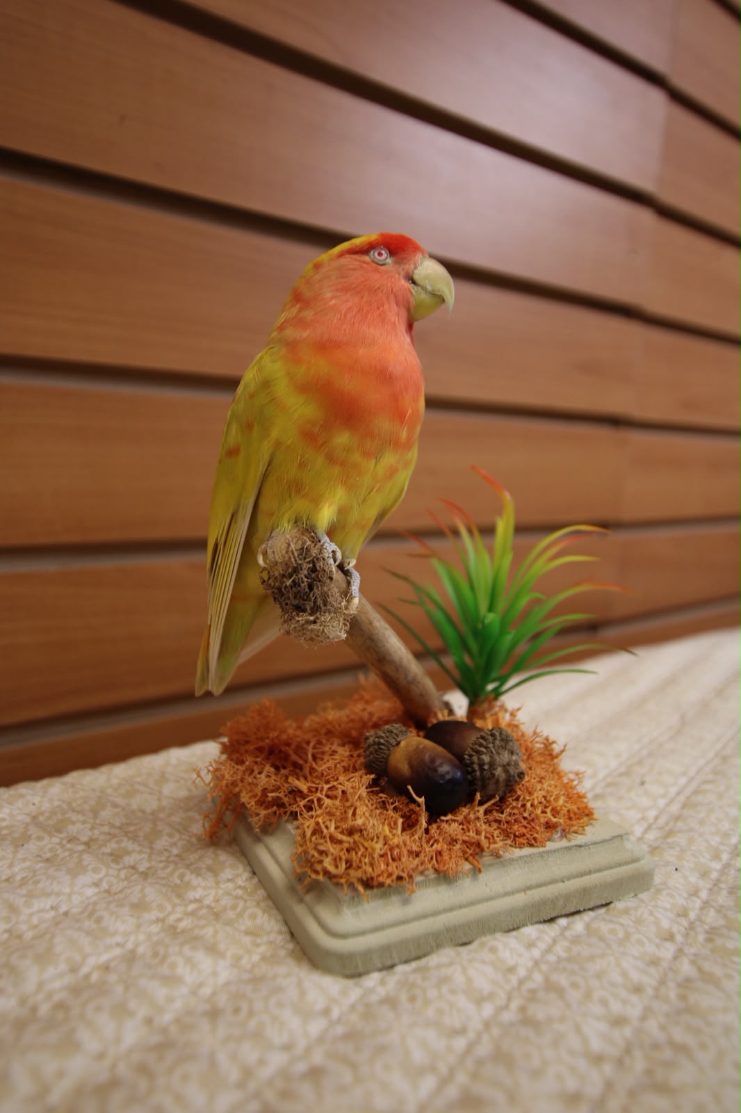 FHSP128 - Rosy-Faced Lovebird Taxidermy on Mossy Branch