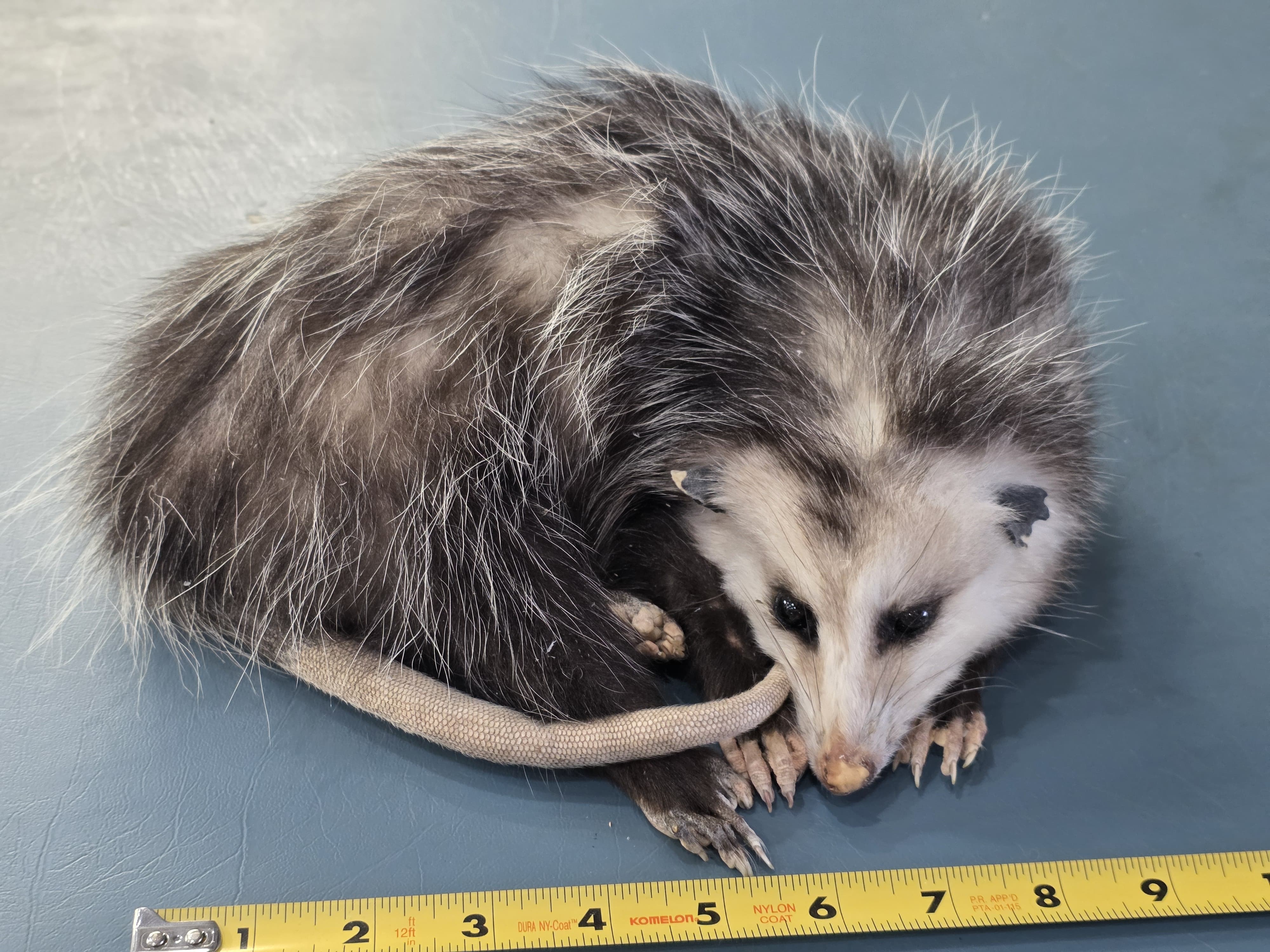 Fhjun19 - baby Opossum Taxidermy Mount