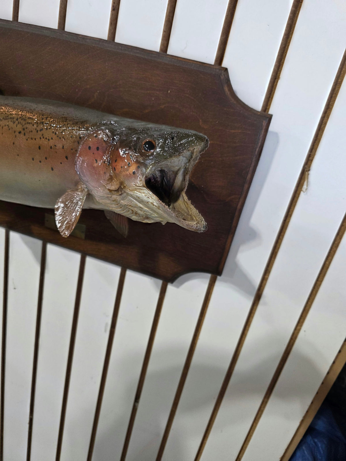 Comb110 - Vintage 1977 Trophy 30" Steelhead Trout Taxidermy Mount