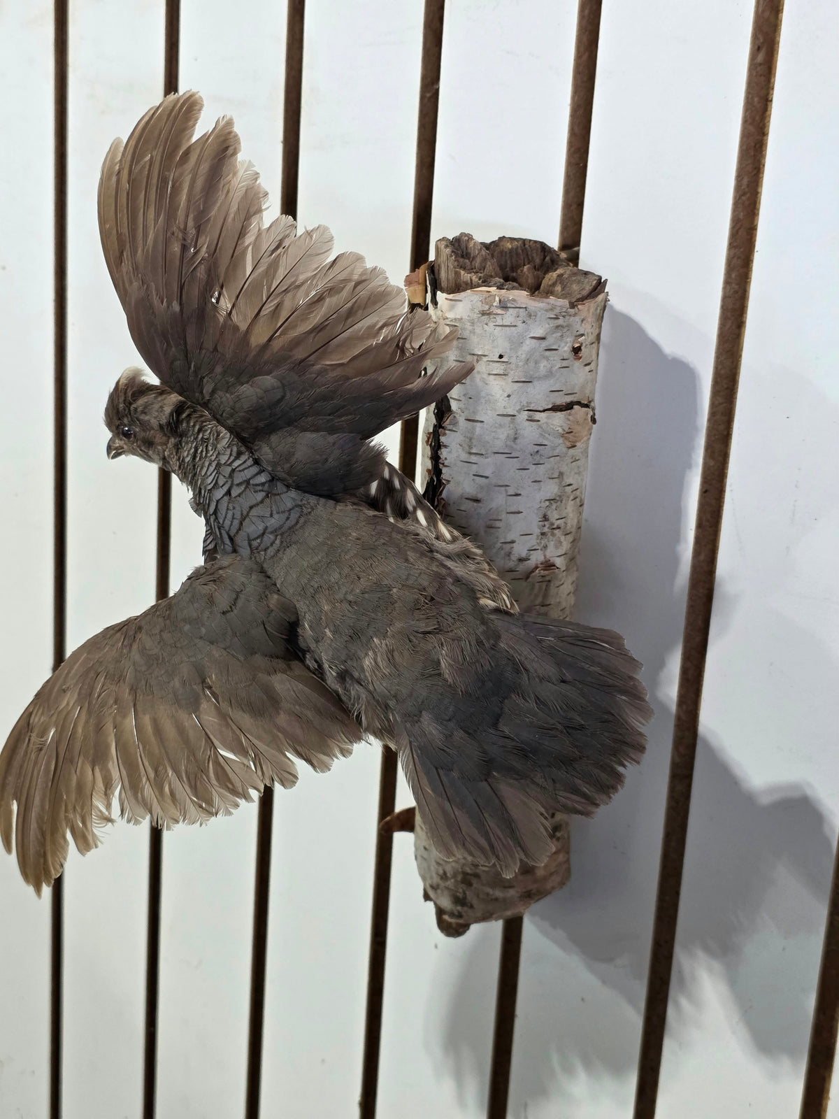Comb121 - Exquisite Blue Scaled Quail Taxidermy Mount