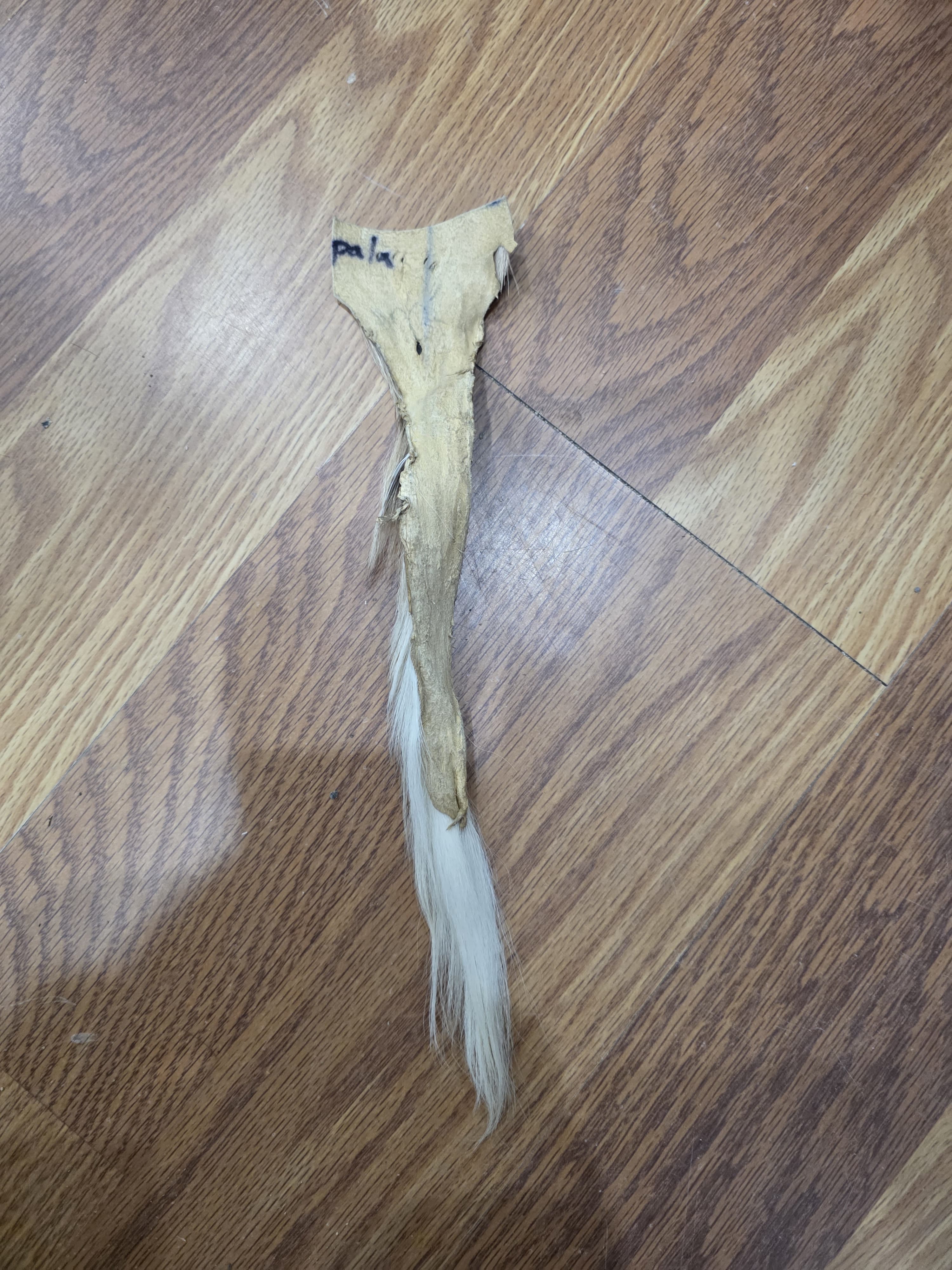 JVTL14 - Impala Hide / Fur – 13” Natural Rustic Display